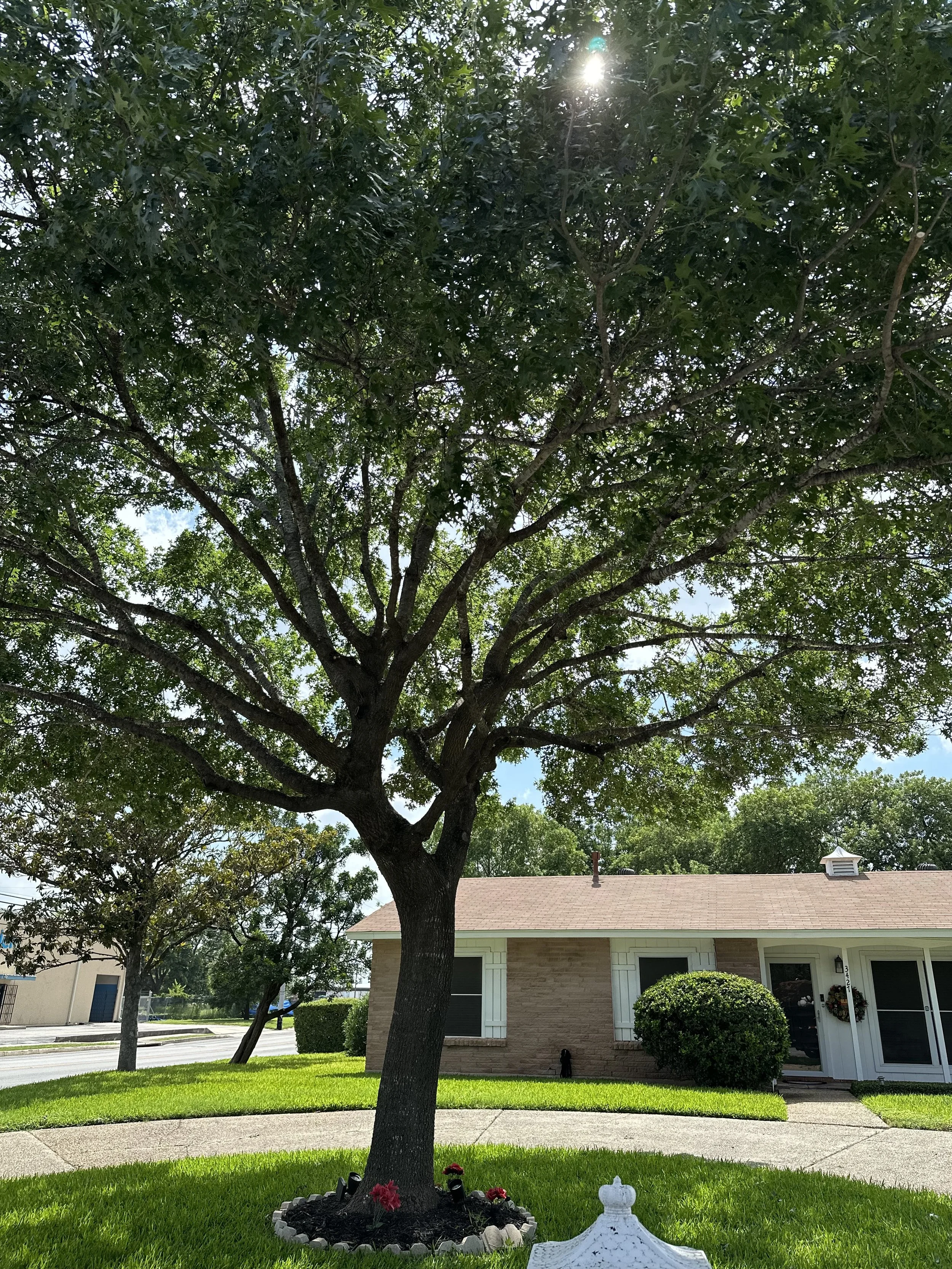 Professionally pruned residential shade tree in San Antonio, Texas
