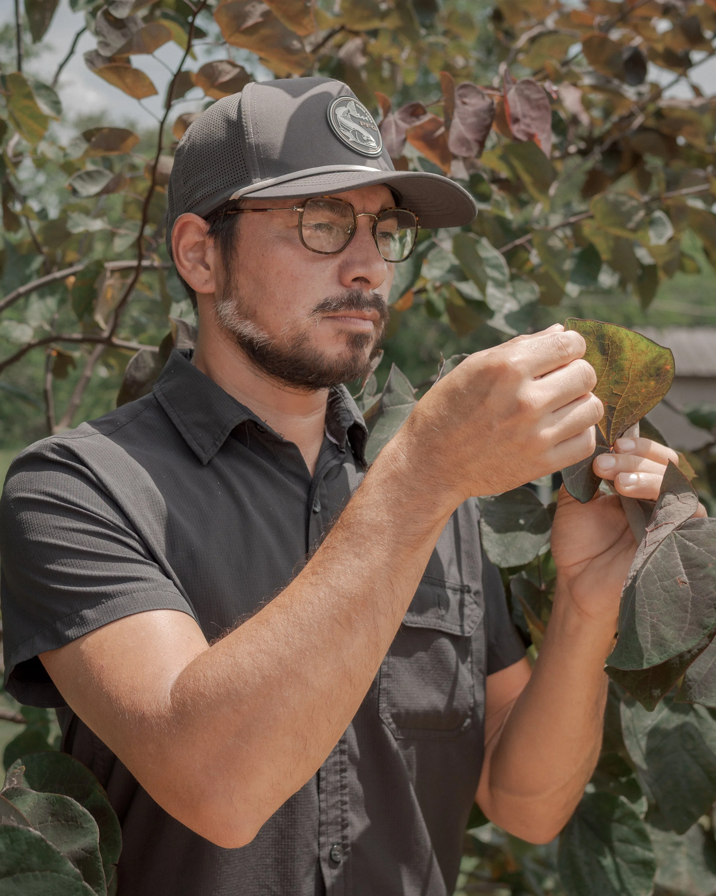 ISA Certified Arborist Diego Tejada inspecting tree foliage in San Antonio, Texas