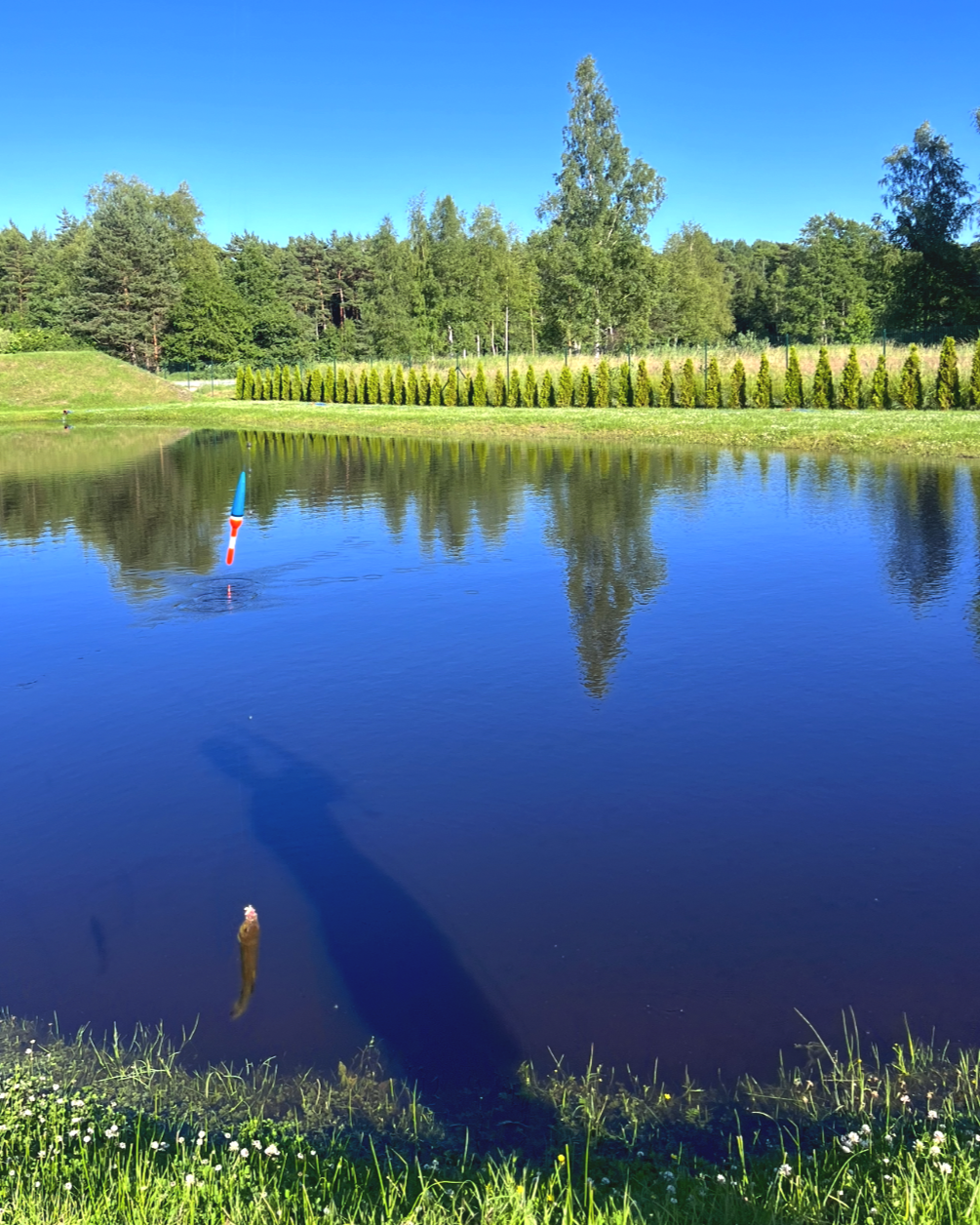 A serene pond reflecting the blue sky and surrounding green trees, with a colorful navigation buoy floating on the water.