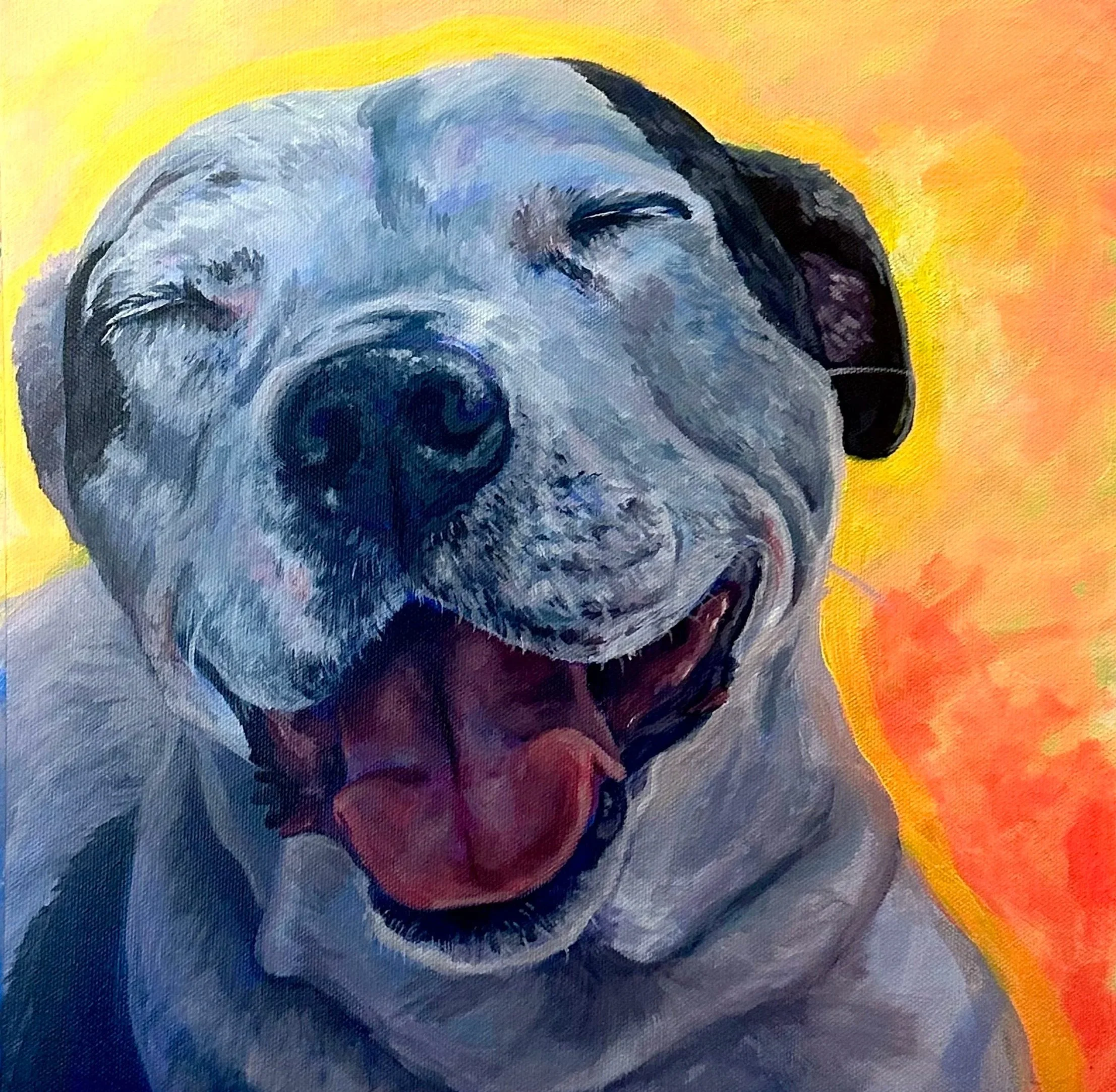 Pet Portraits