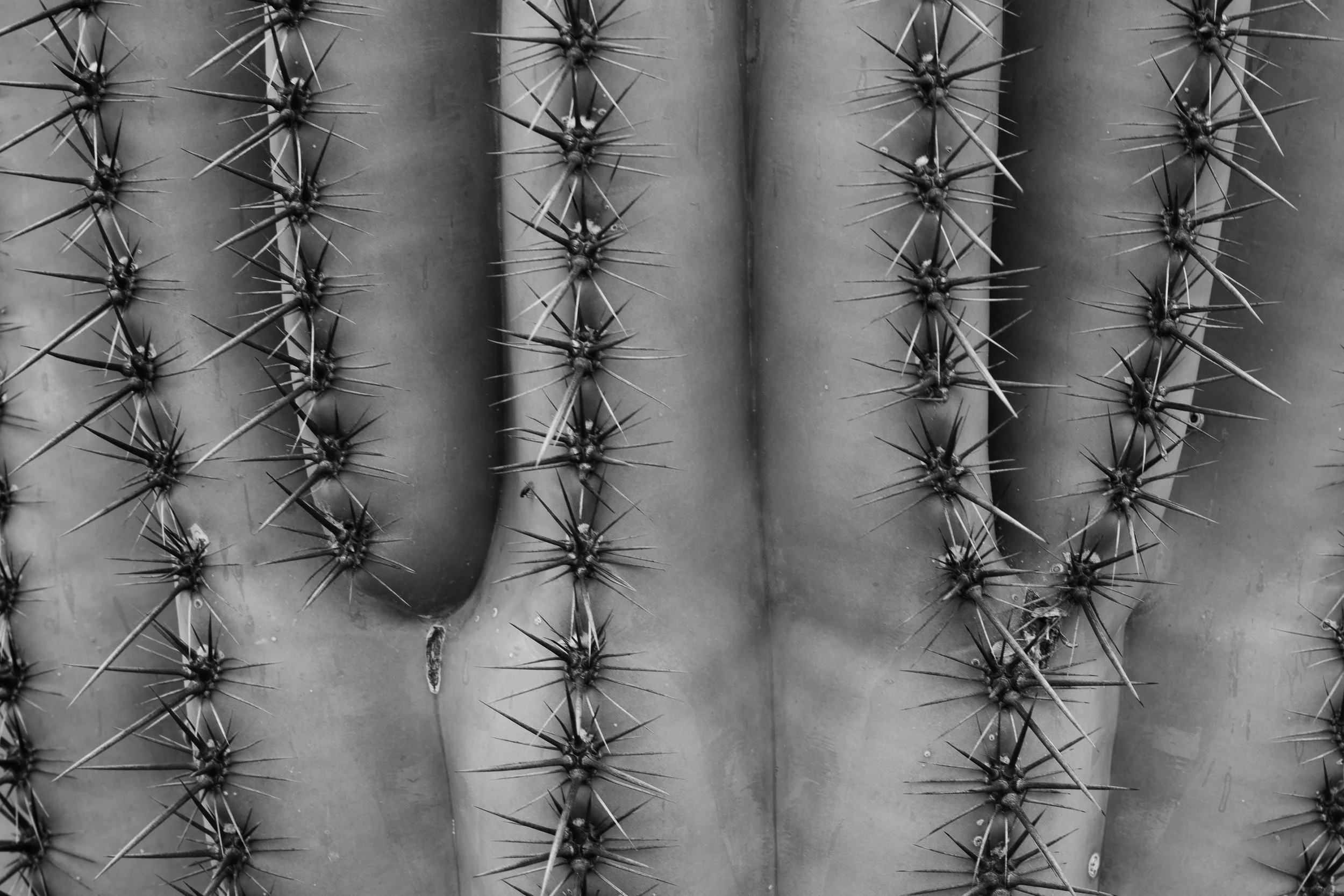Superstition Wilderness, Arizona