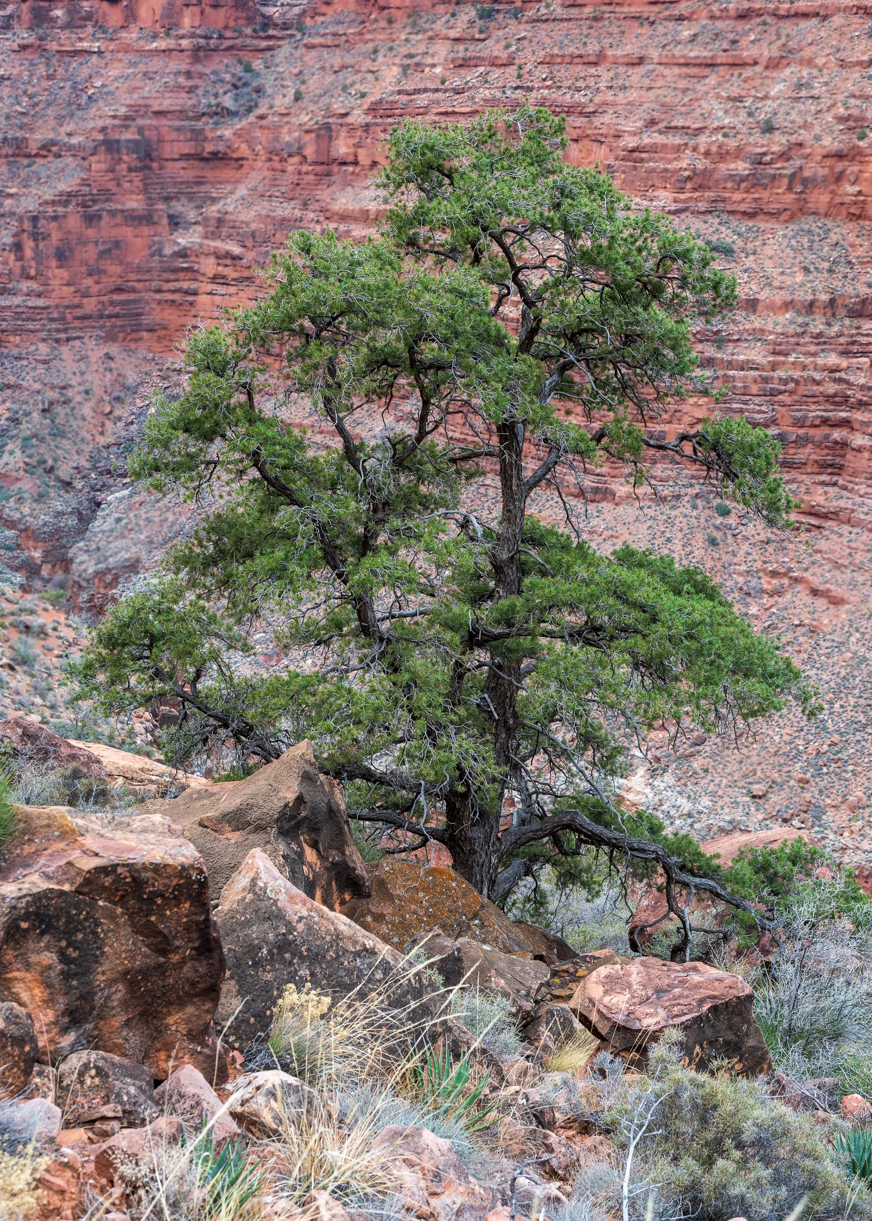 Grand Canyon National Park, Arizona