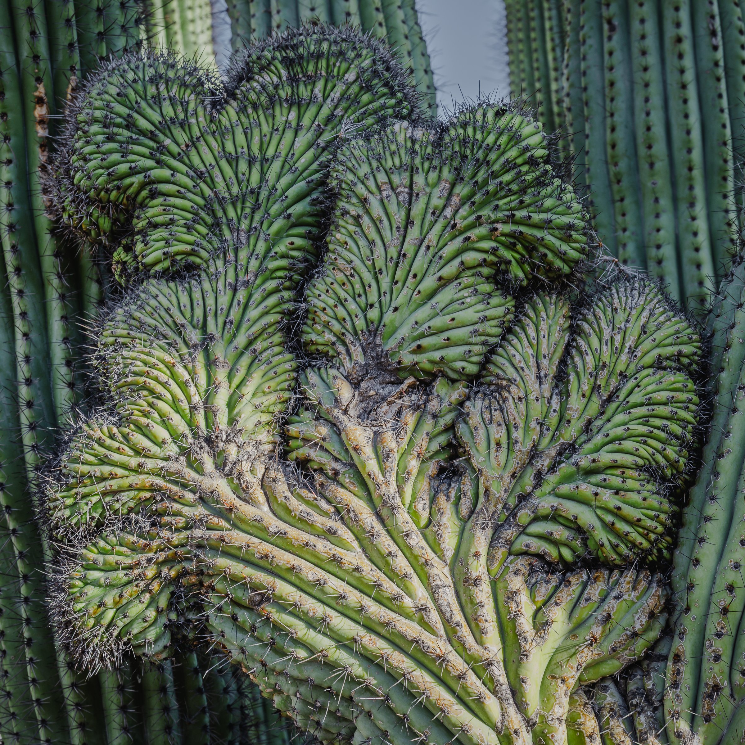 Organ Pipe Cactus National Monument, Arizona