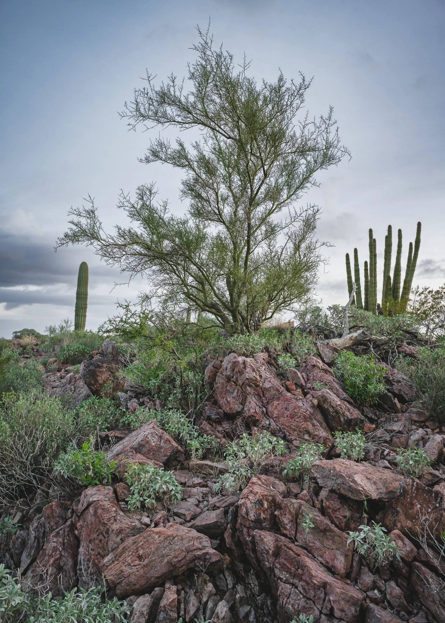 Organ Pipe Cactus National Monument, Arizona