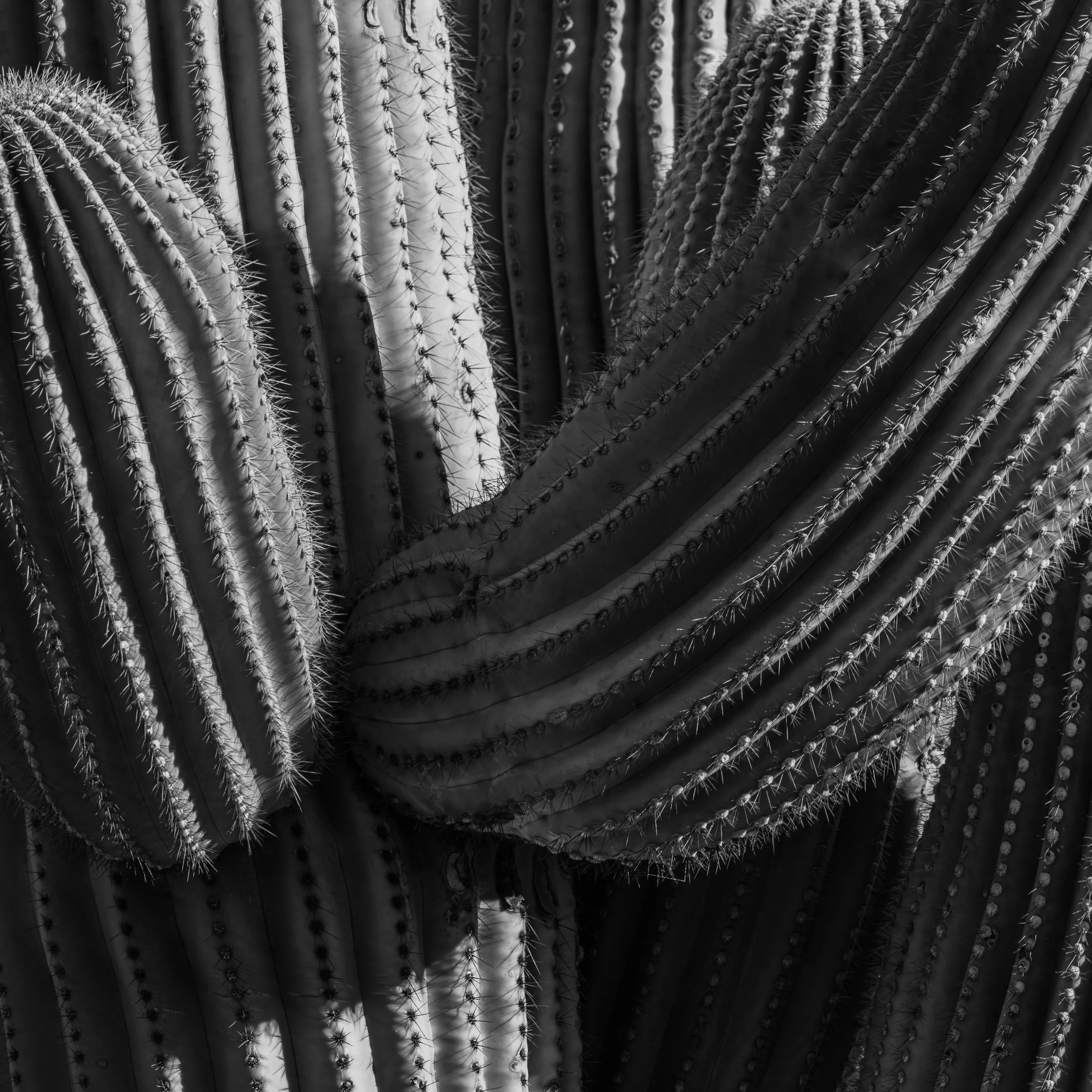 Saguaro National Park, Arizona