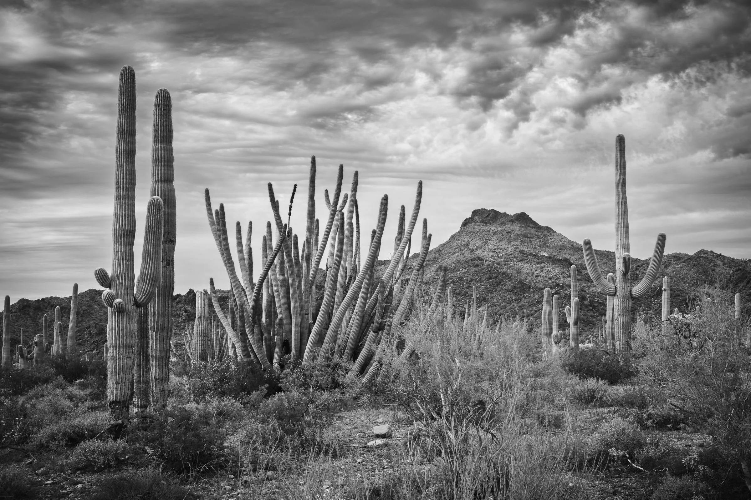 Organ Pipe Cactus National Monument, Arizona
