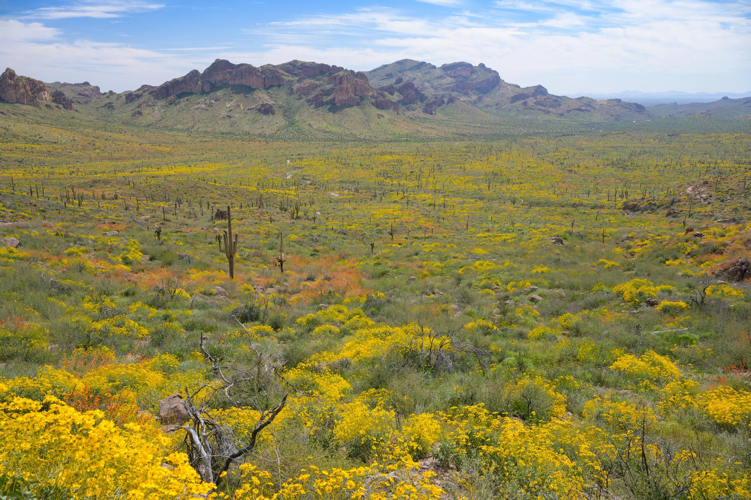 Super bloom, Superstitions Wilderness, Arizona, 2023