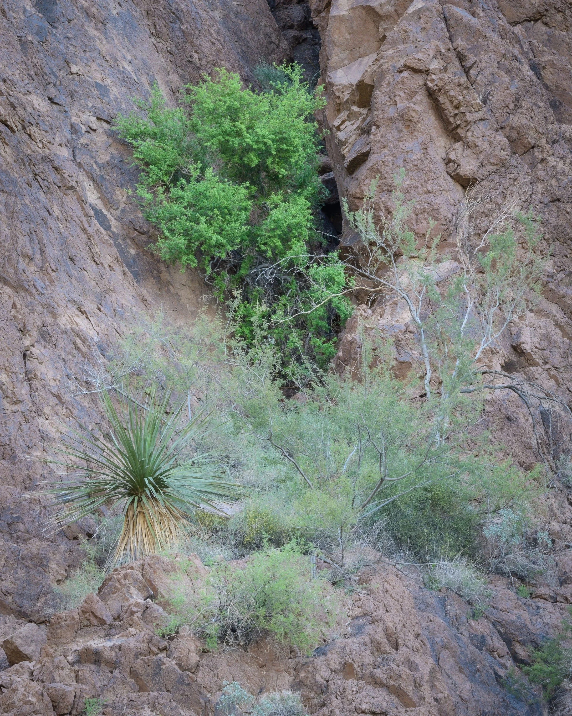 Kofa Wilderness, Arizona