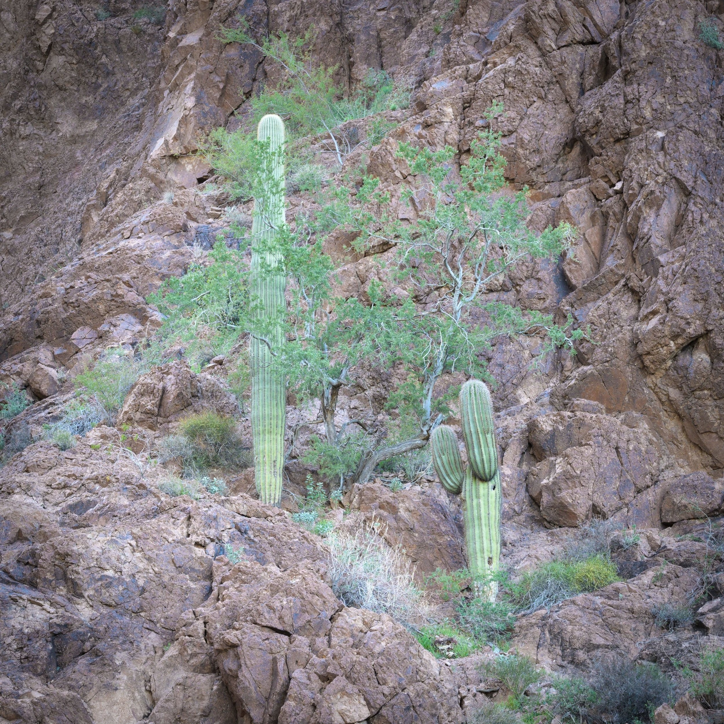 Kofa Wilderness, Arizona