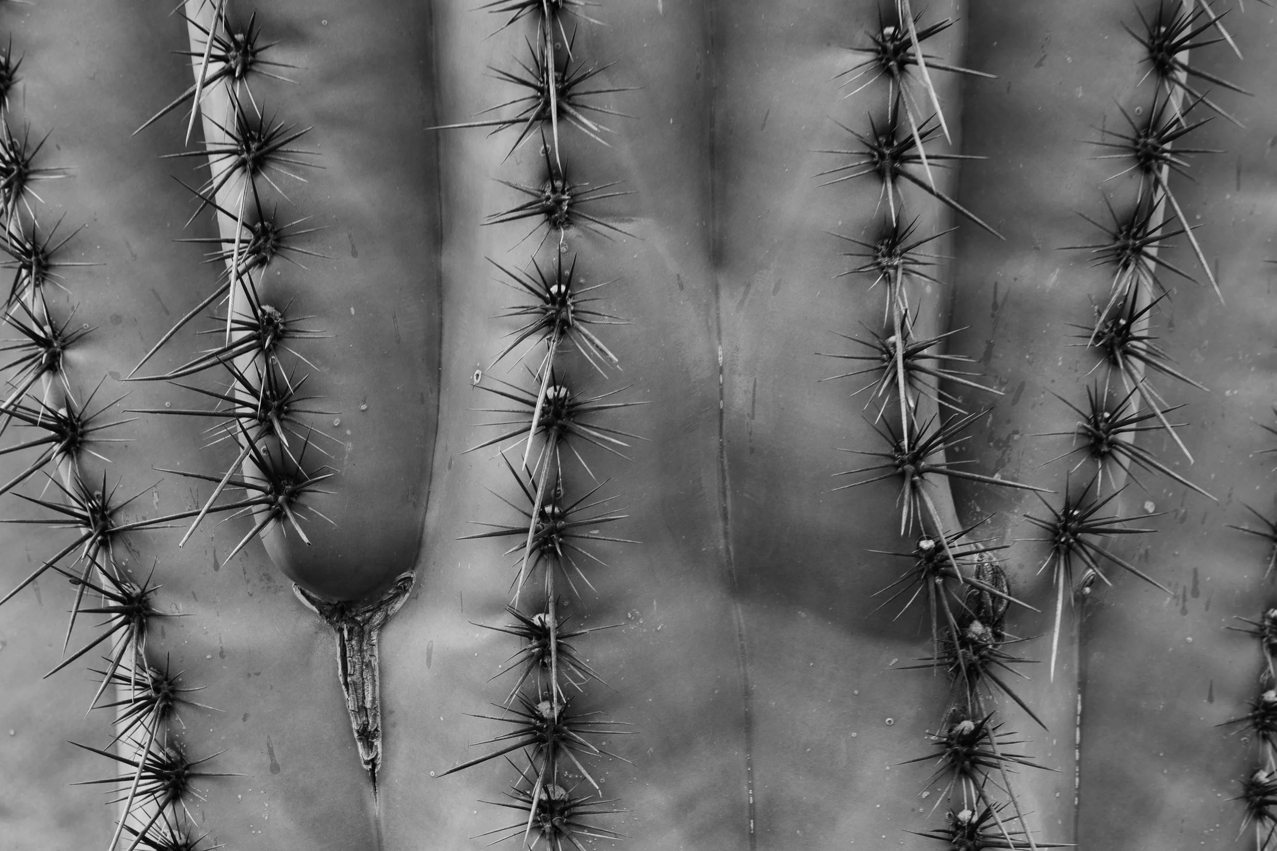 Superstition Wilderness, Arizona