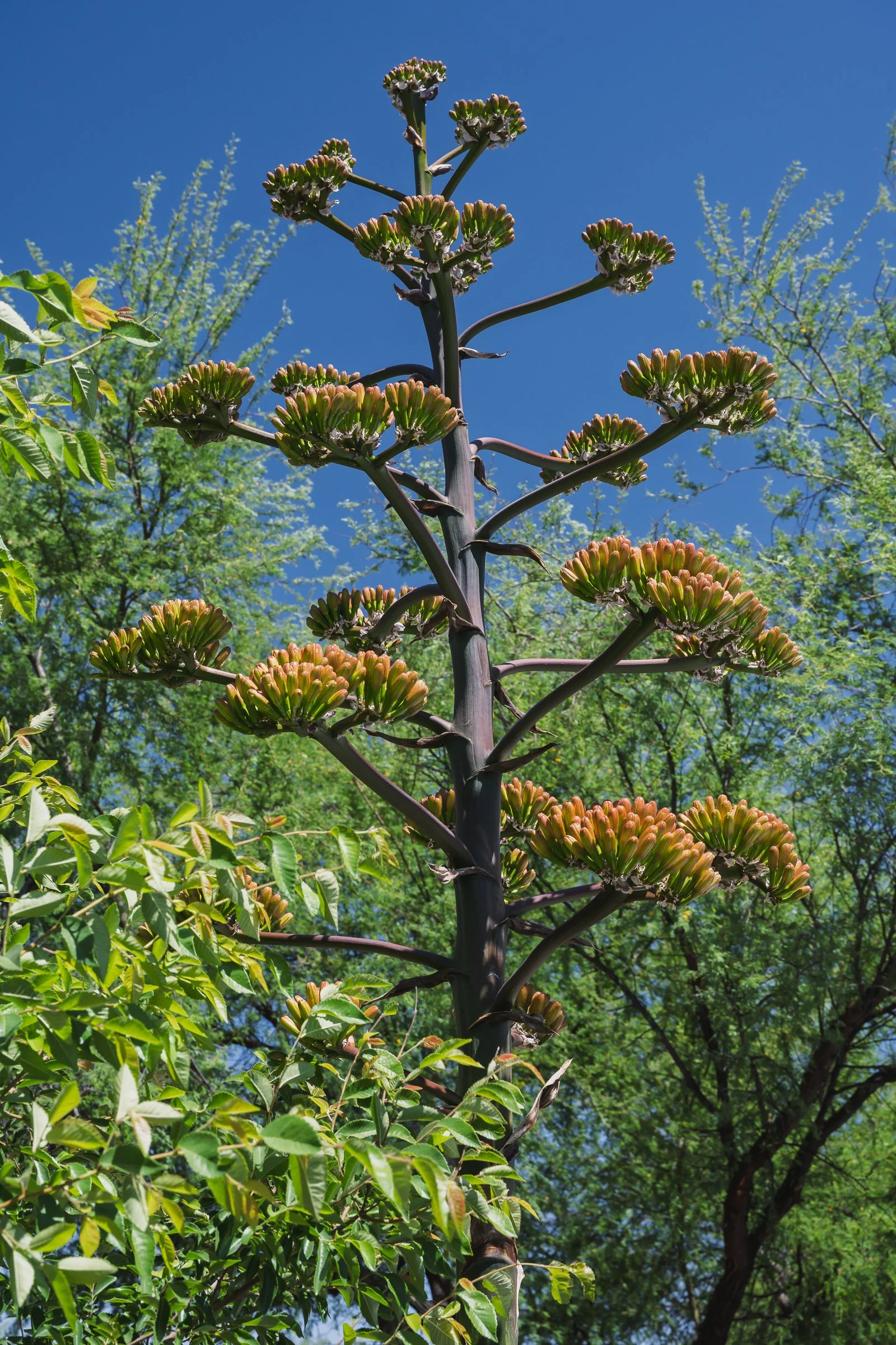 Sonoran Desert, Arizona