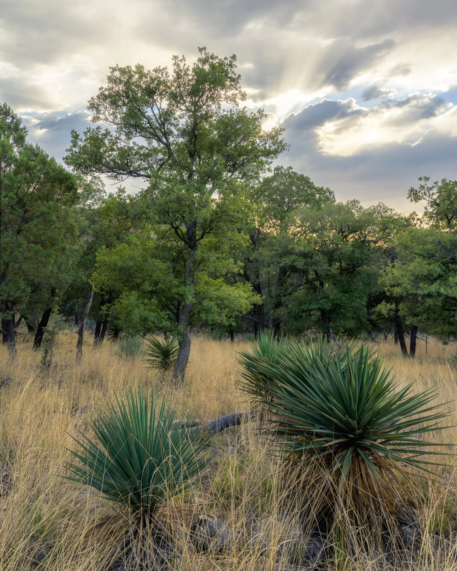 _DSC2794-HDR-Edit.jpg