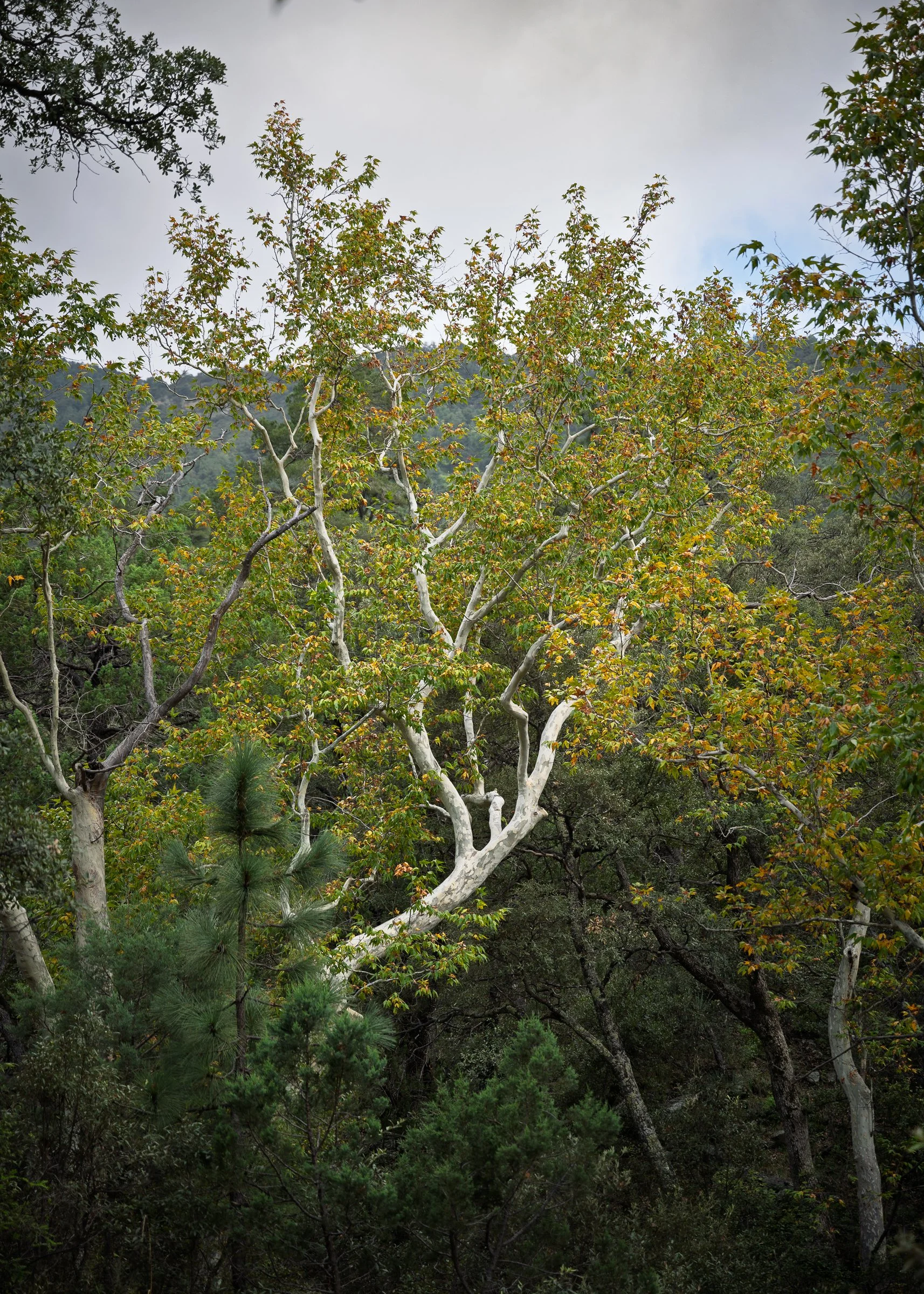 Madera Canyon, Arizona