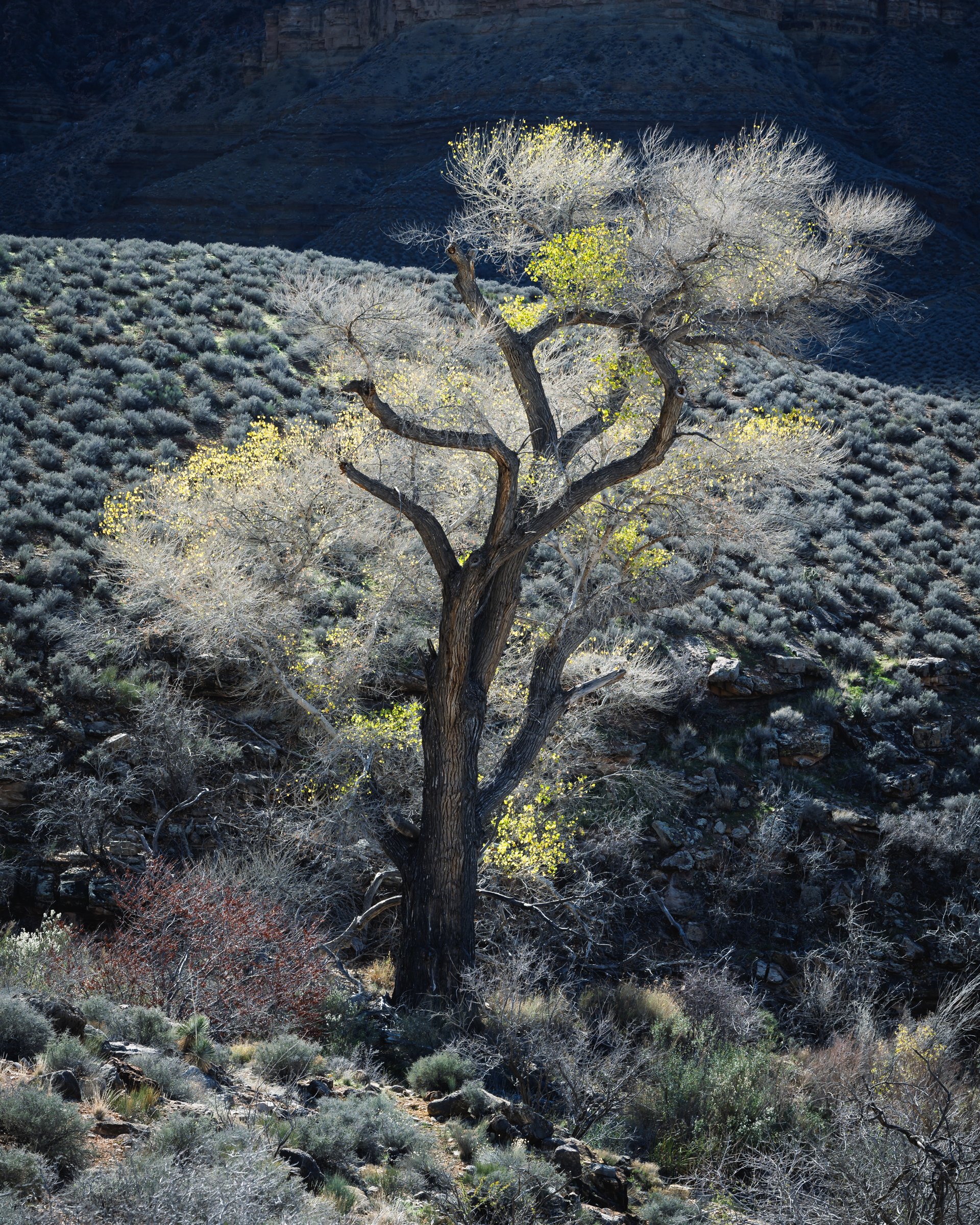 Grand Canyon National Park, Arizona, Tonto Trail, January, 2026