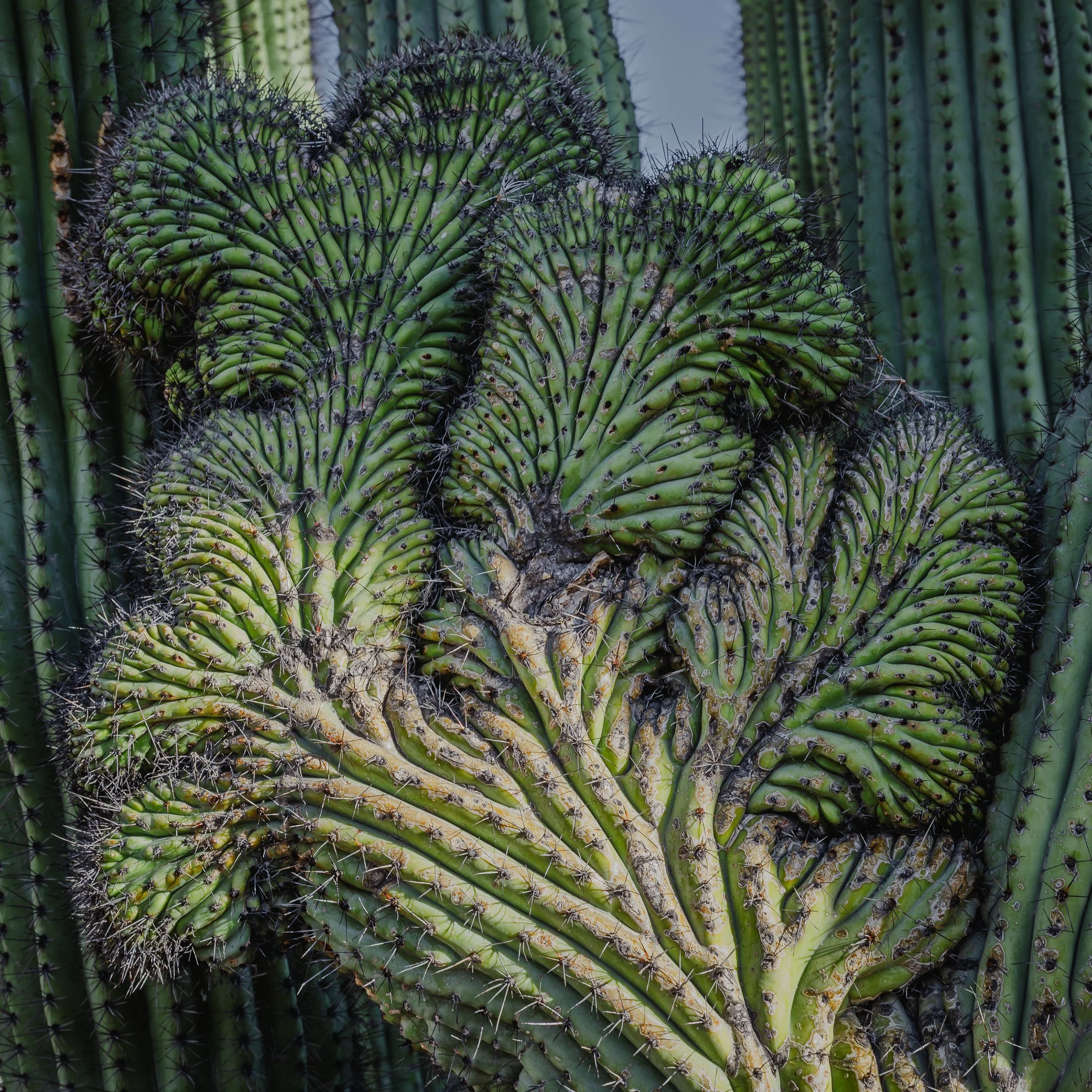Organ Pipe Cactus National Monument, Arizona