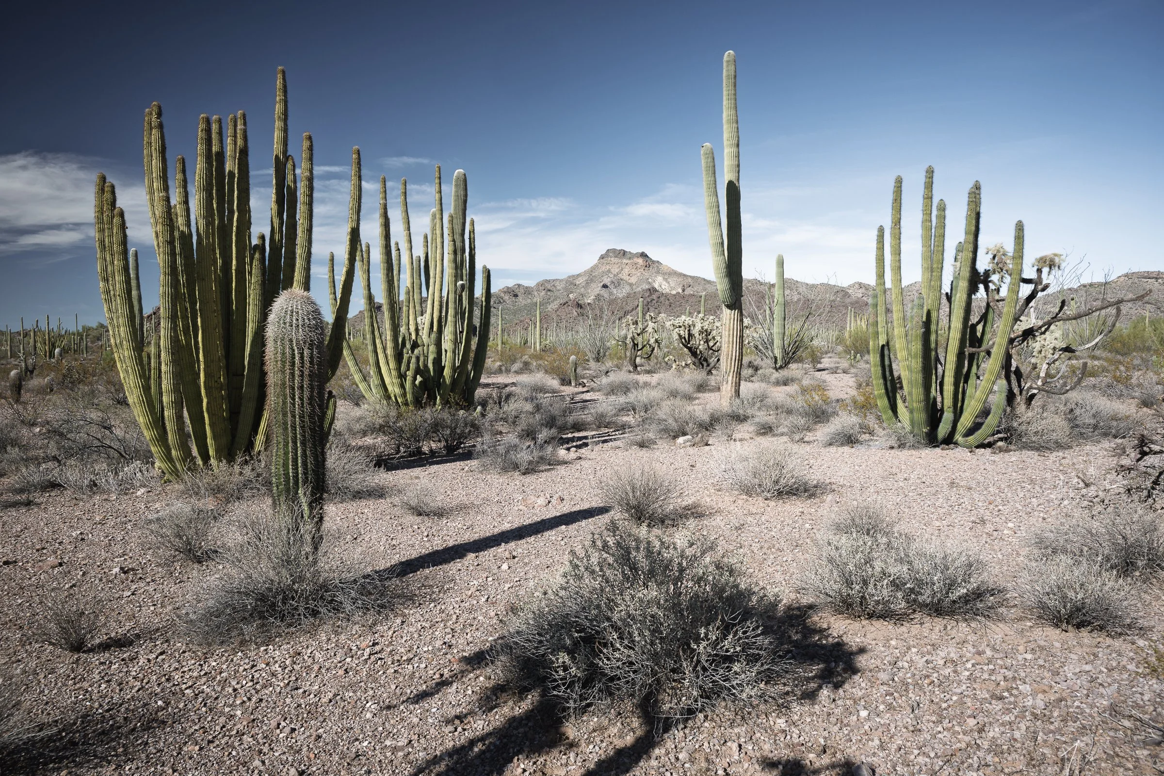 Organ Pipe Cactus National Monument, Arizona