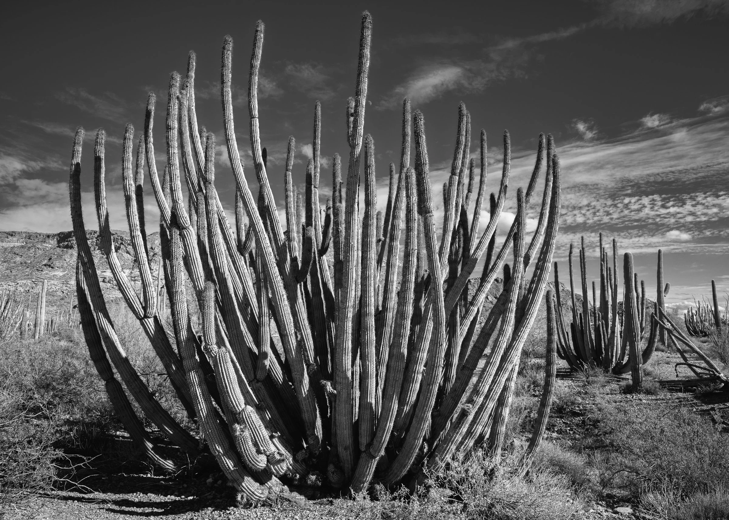 Organ Pipe Cactus National Monument, Arizona