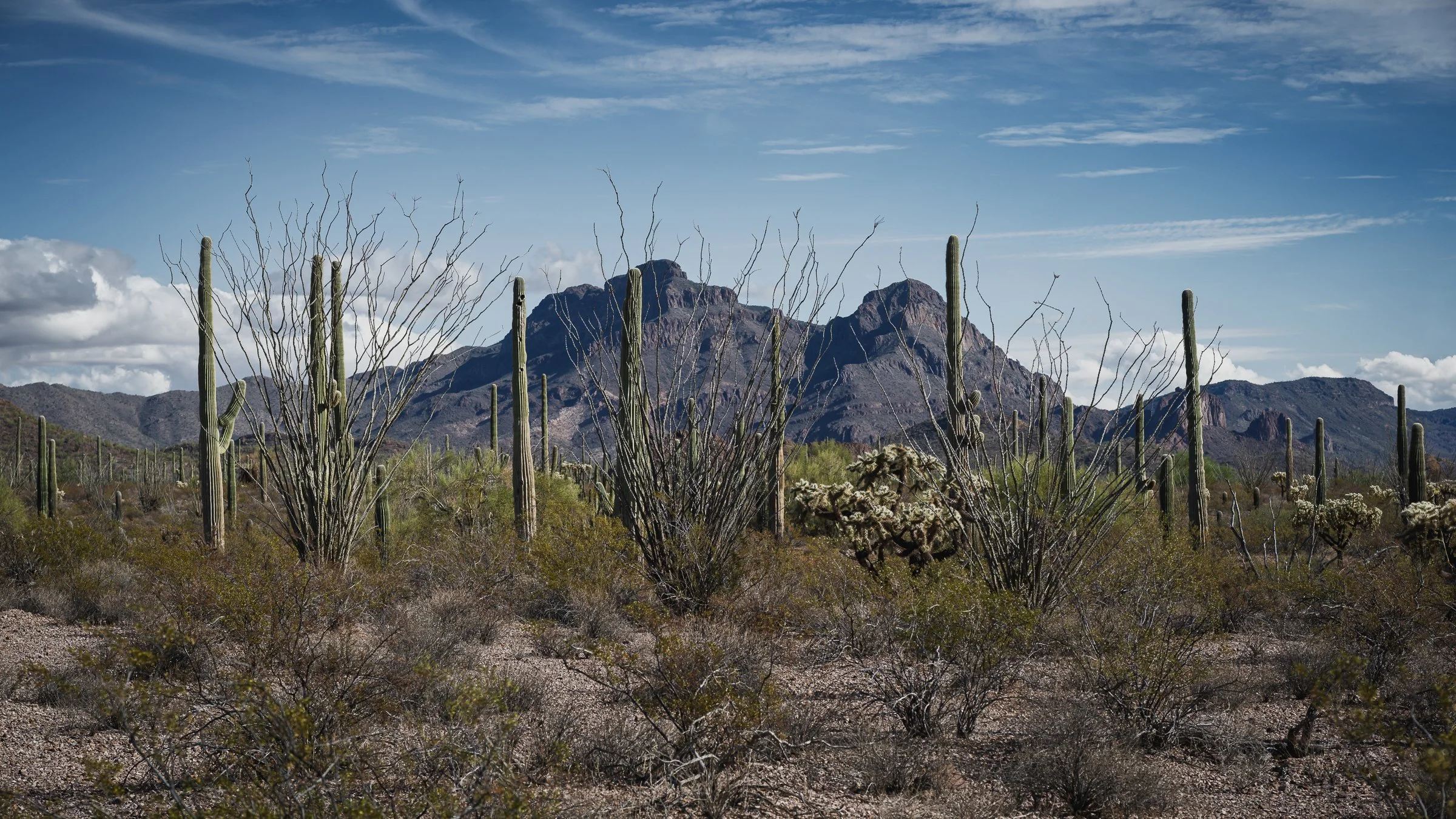 Organ Pipe Cactus National Monument, Arizona