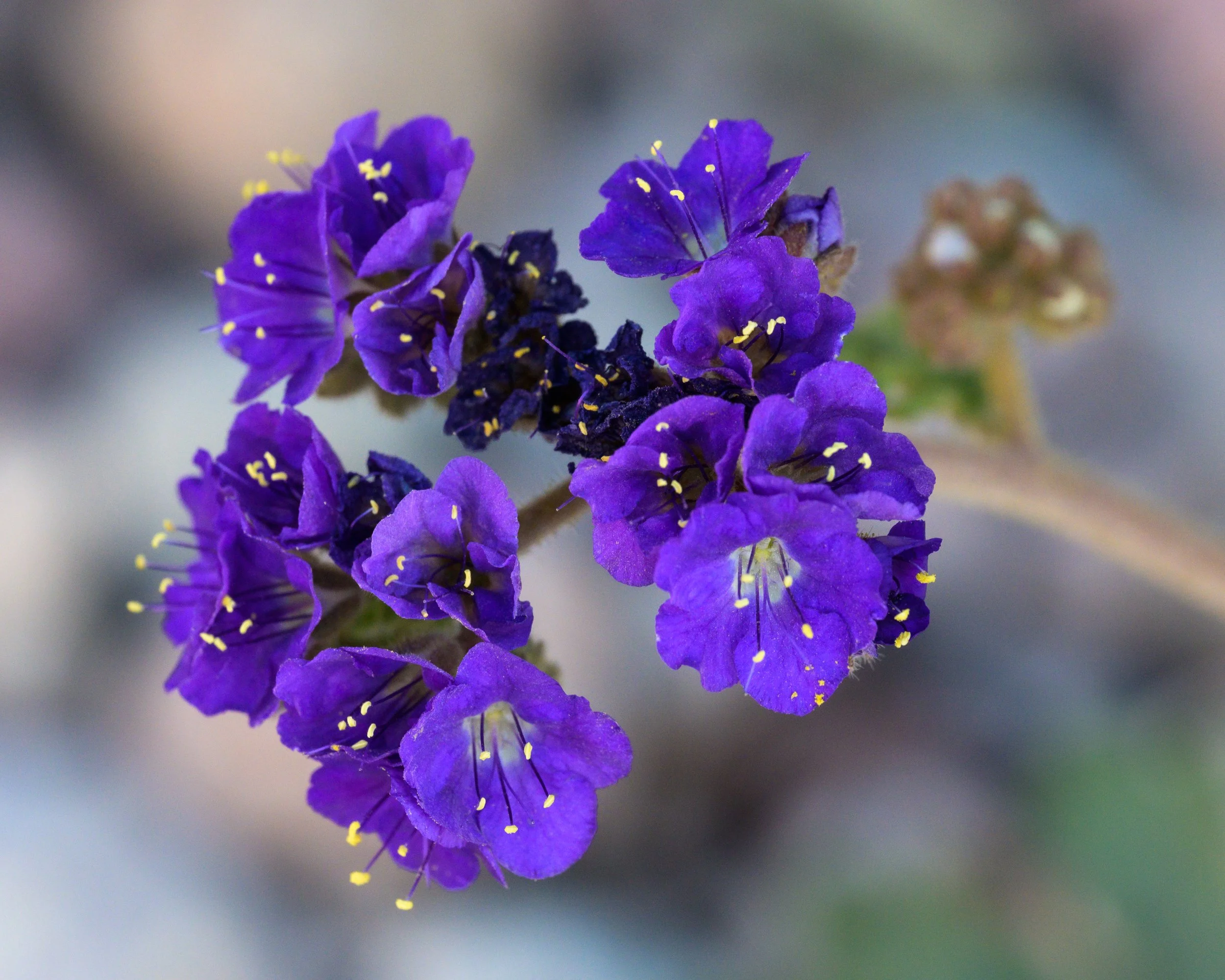 Kofa Wilderness, Arizona