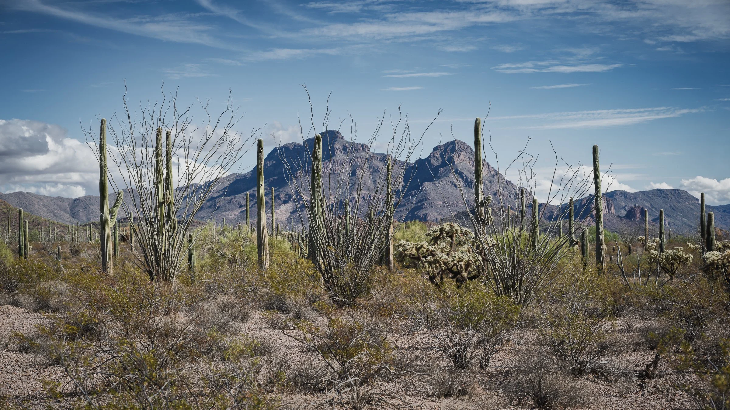 Organ Pipe Cactus National Monument, Arizona
