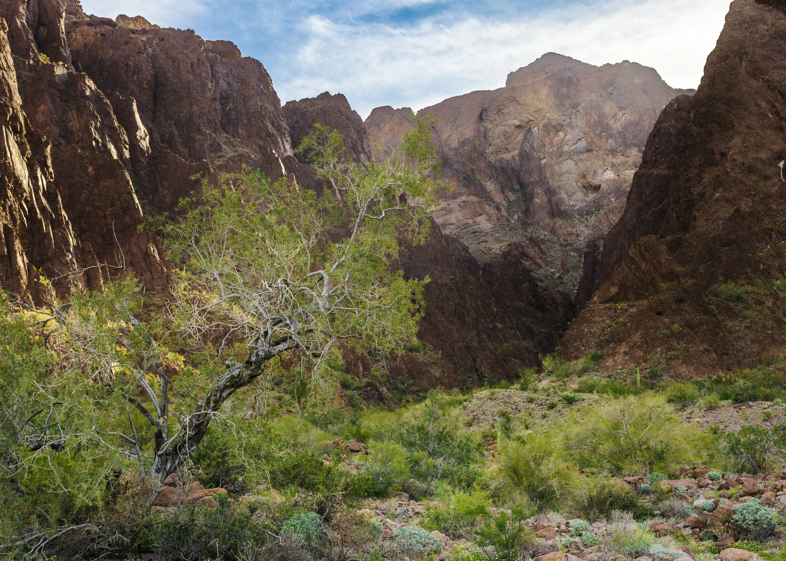 Kofa Wilderness, Arizona