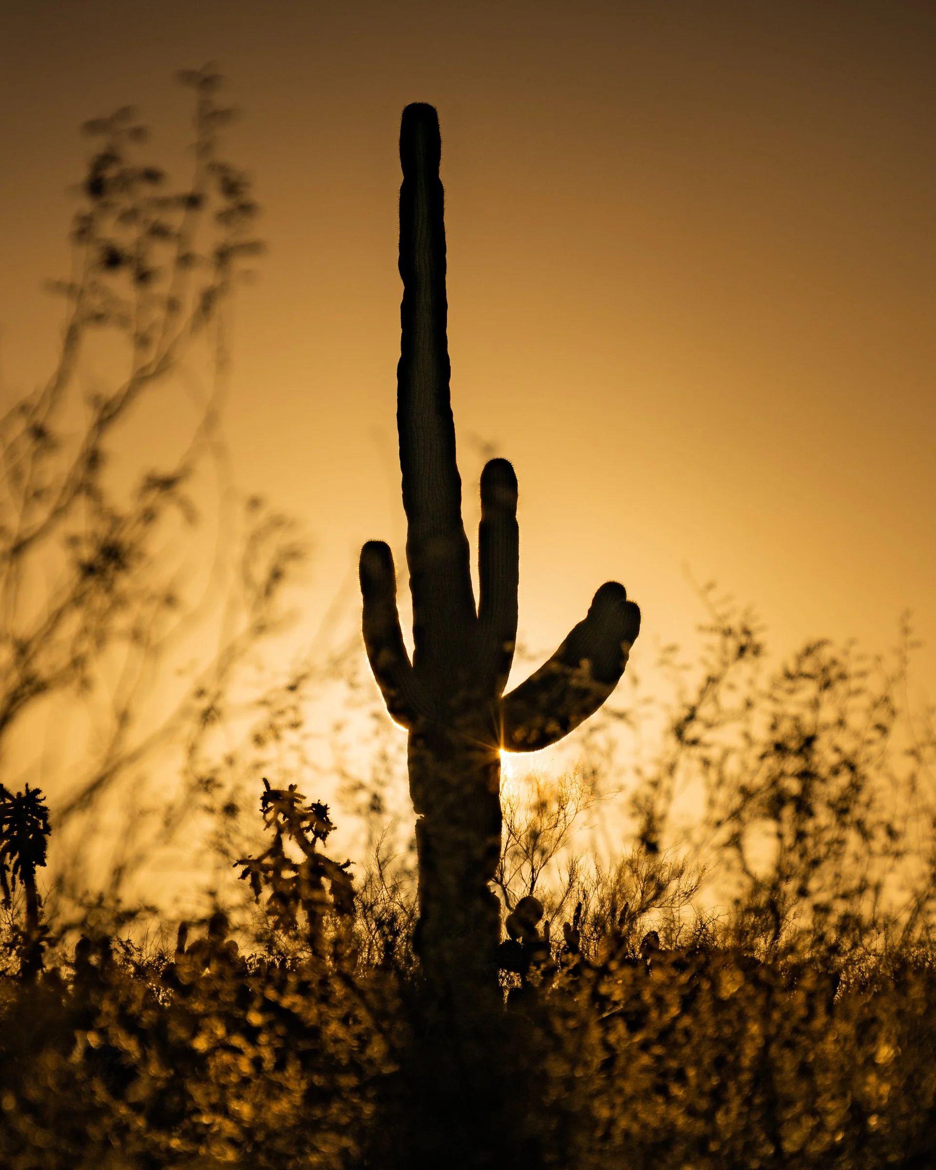 Saguaro National Park, Arizona