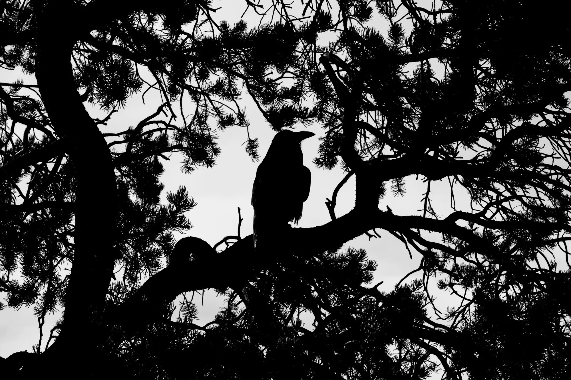 Raven, Grand Canyon National Park, Arizona