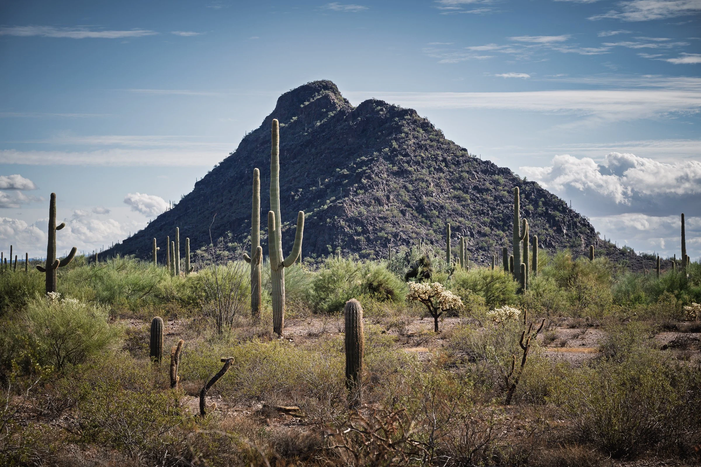 Organ Pipe Cactus National Monument, Arizona