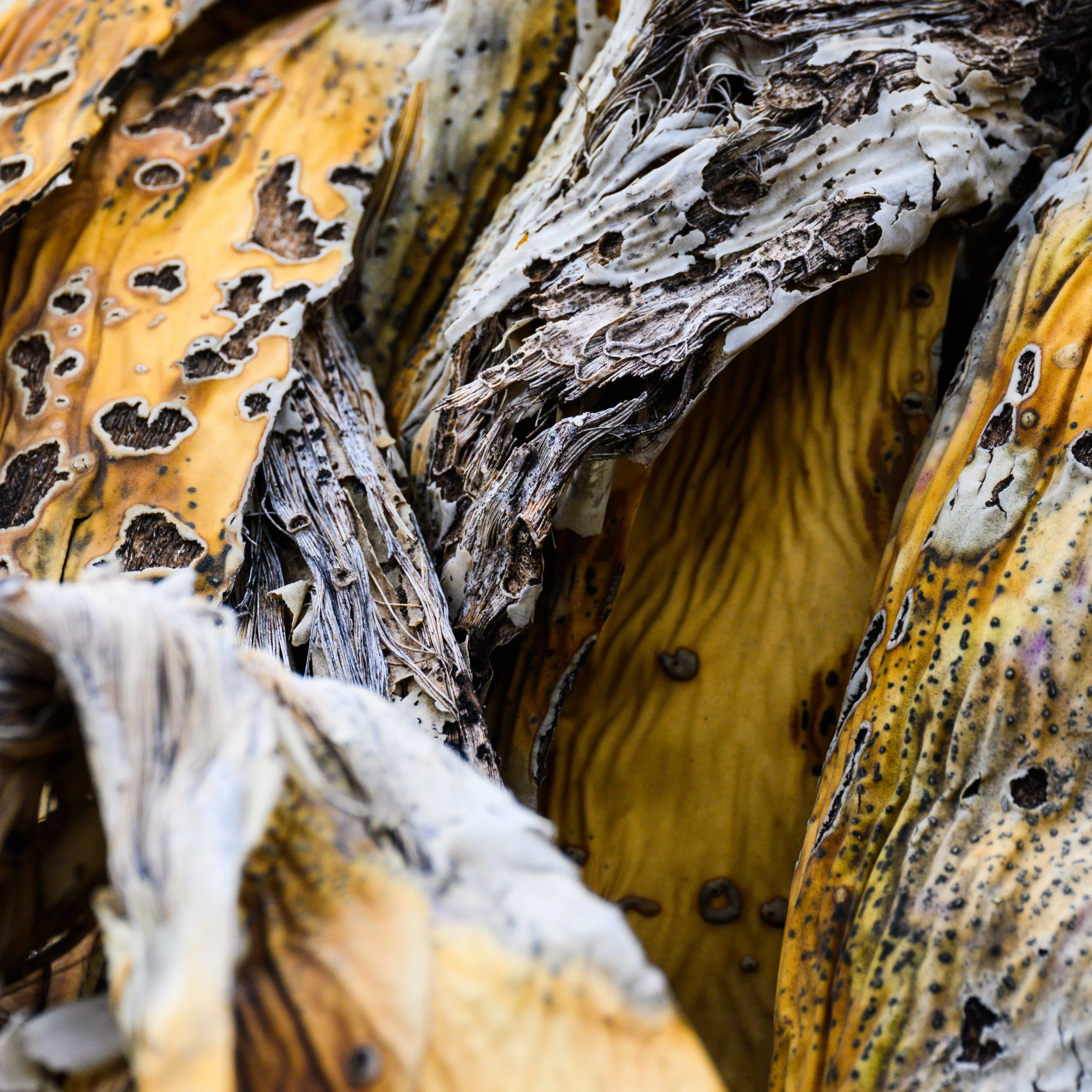 Superstition Wilderness, Arizona