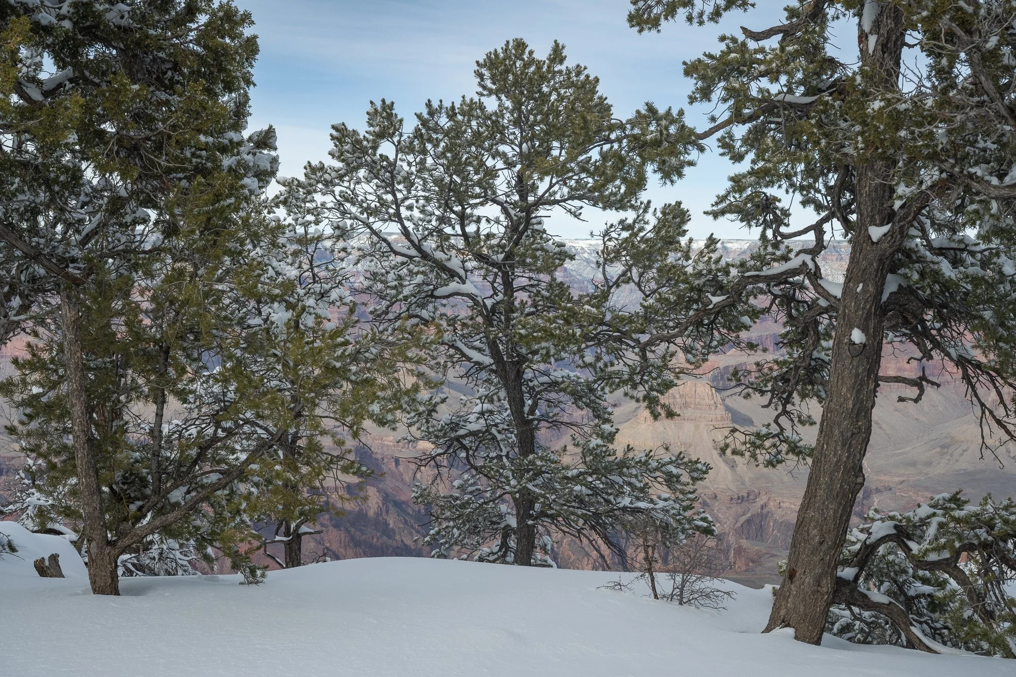 tree, winter, snow, Grand Canyon National Park, Arizona