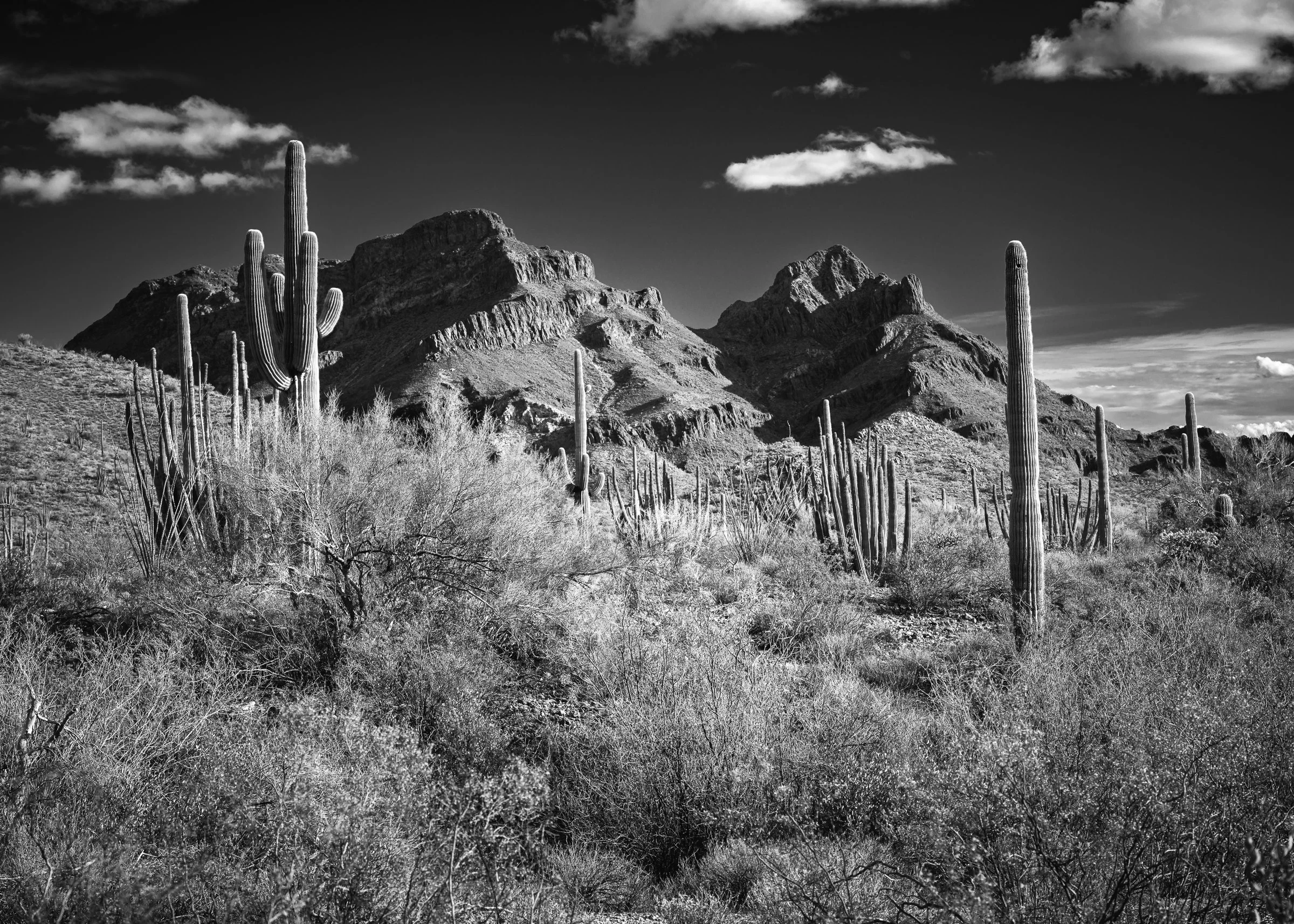 Organ Pipe Cactus National Monument, Arizona