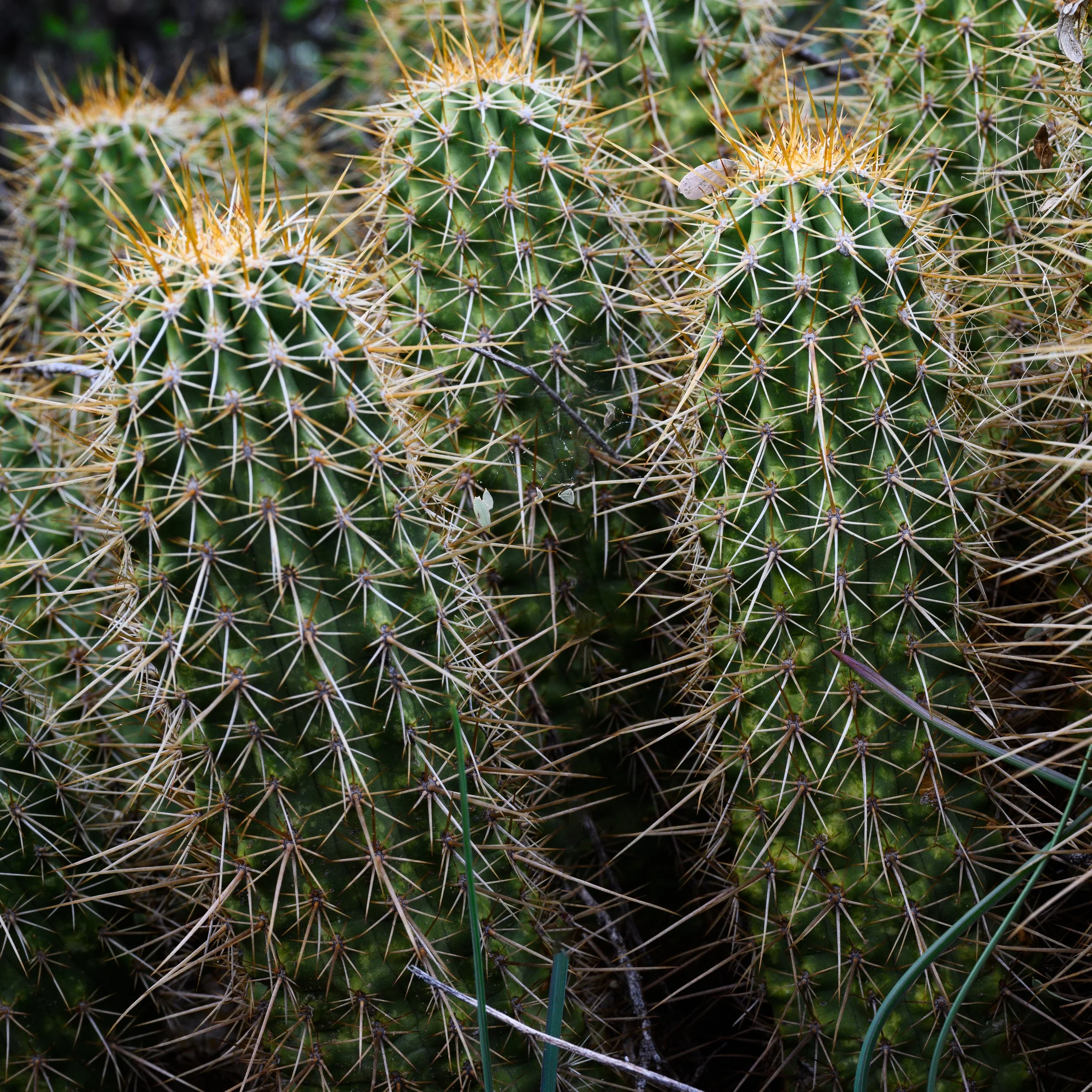 Superstition Wilderness, Arizona