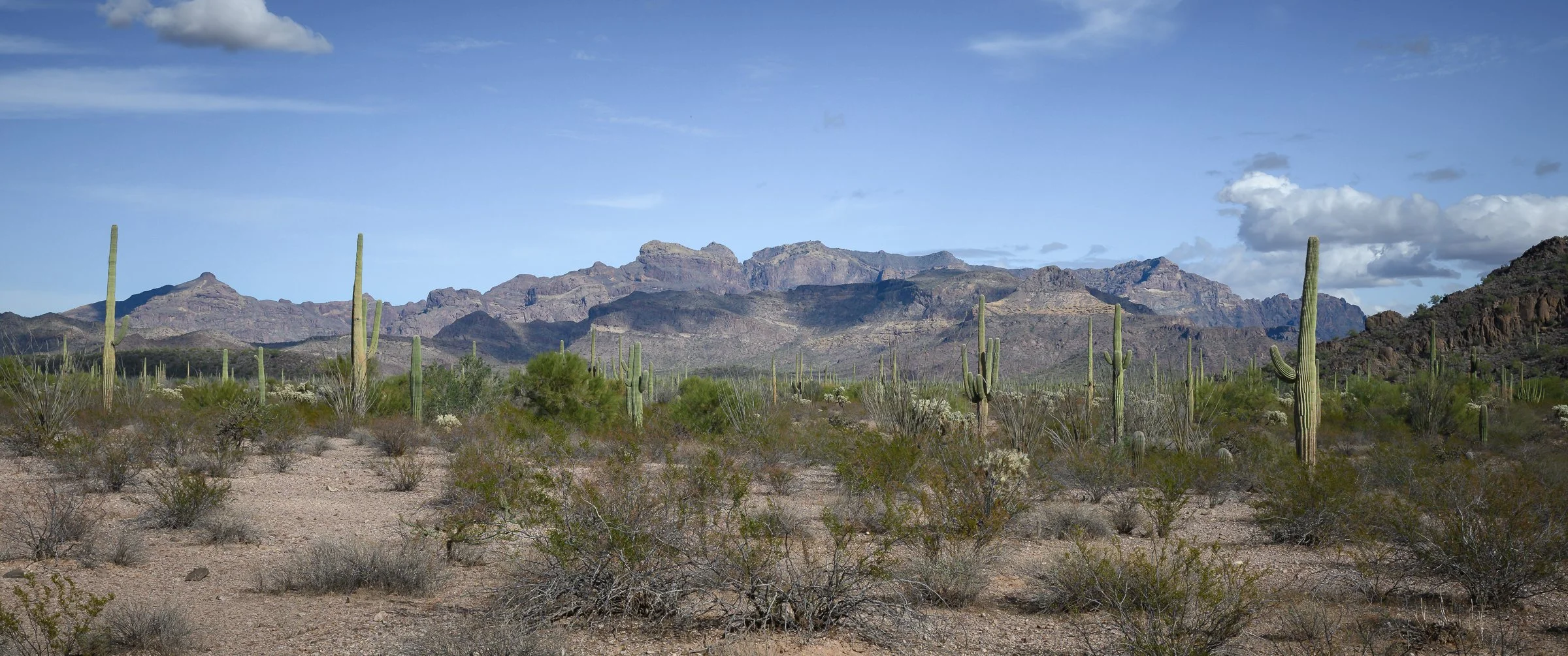 Organ Pipe Cactus National Monument, Arizona