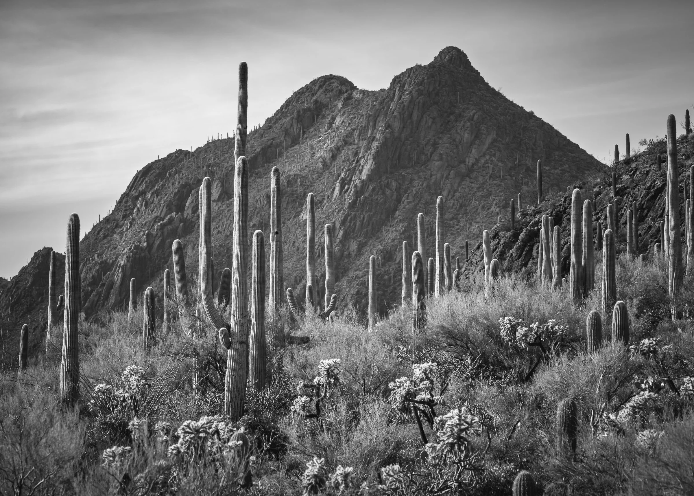 Tucson Mountain Park, Arizona