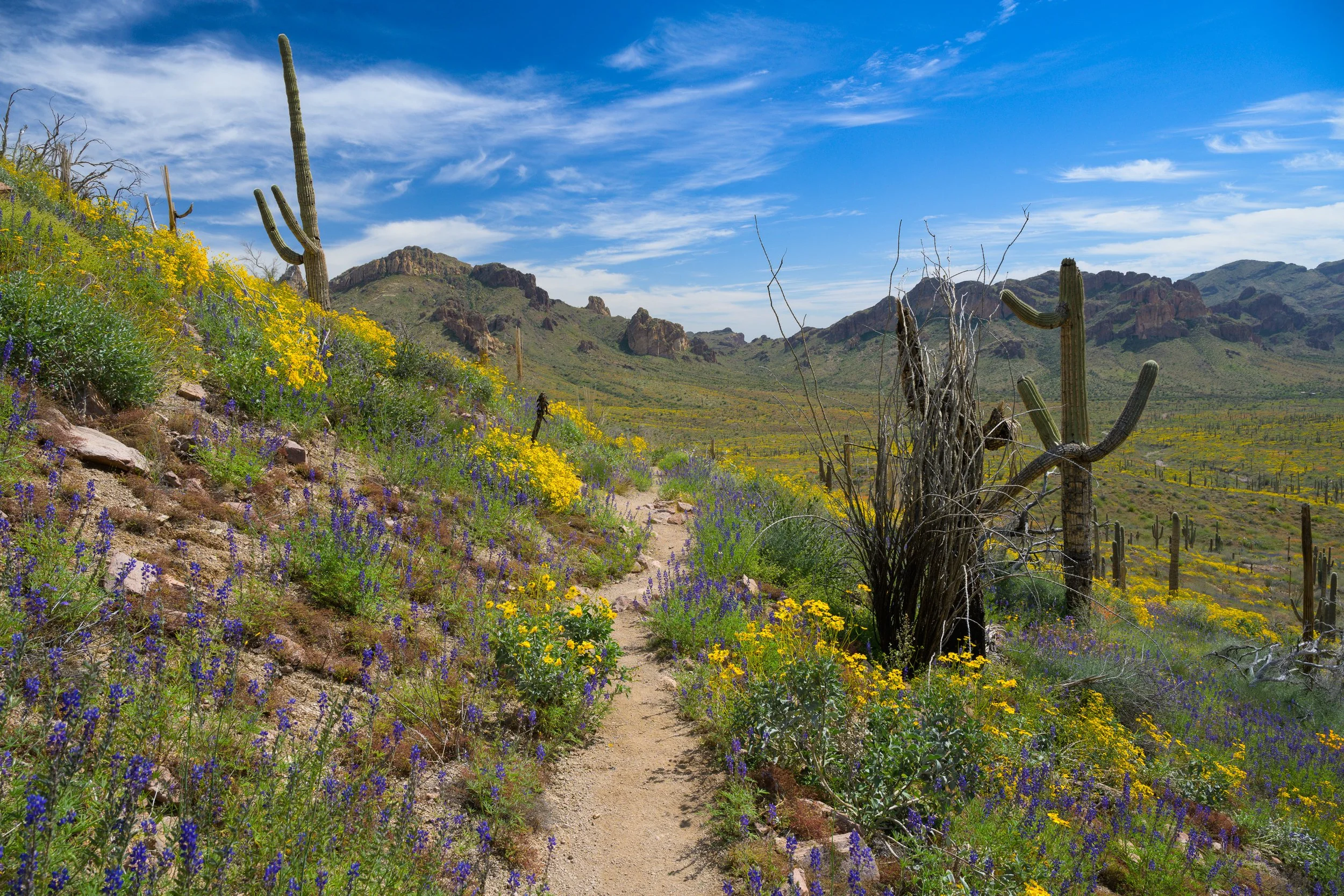 Super bloom, Superstitions Wilderness, Arizona, 2023