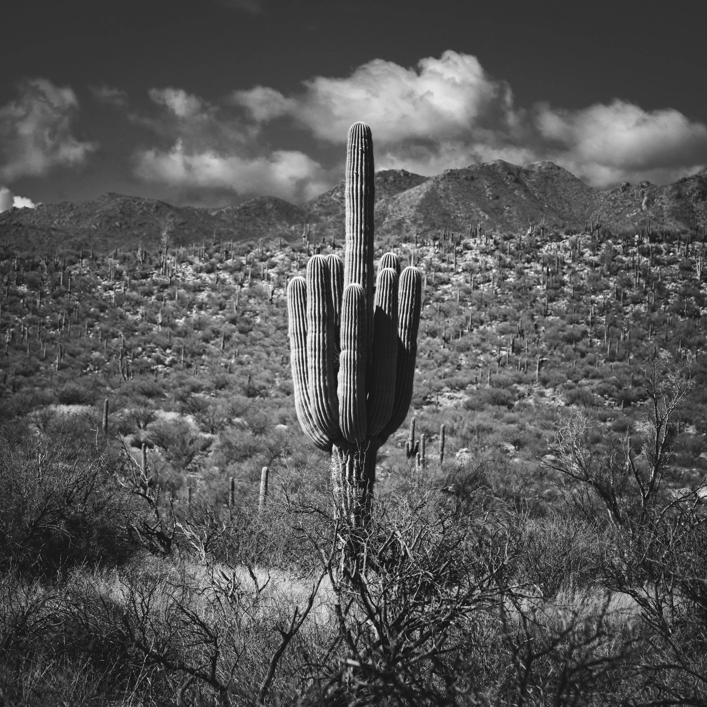 Romero Canyon, Arizona