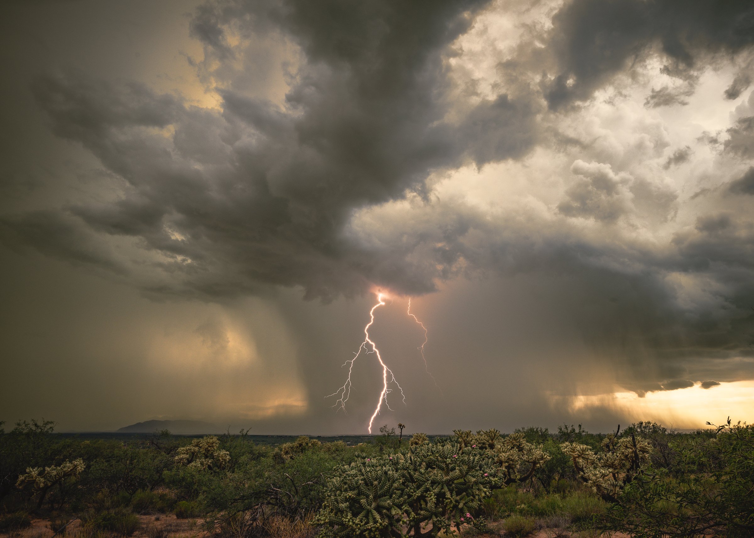 Sonoran Desert, Arizona