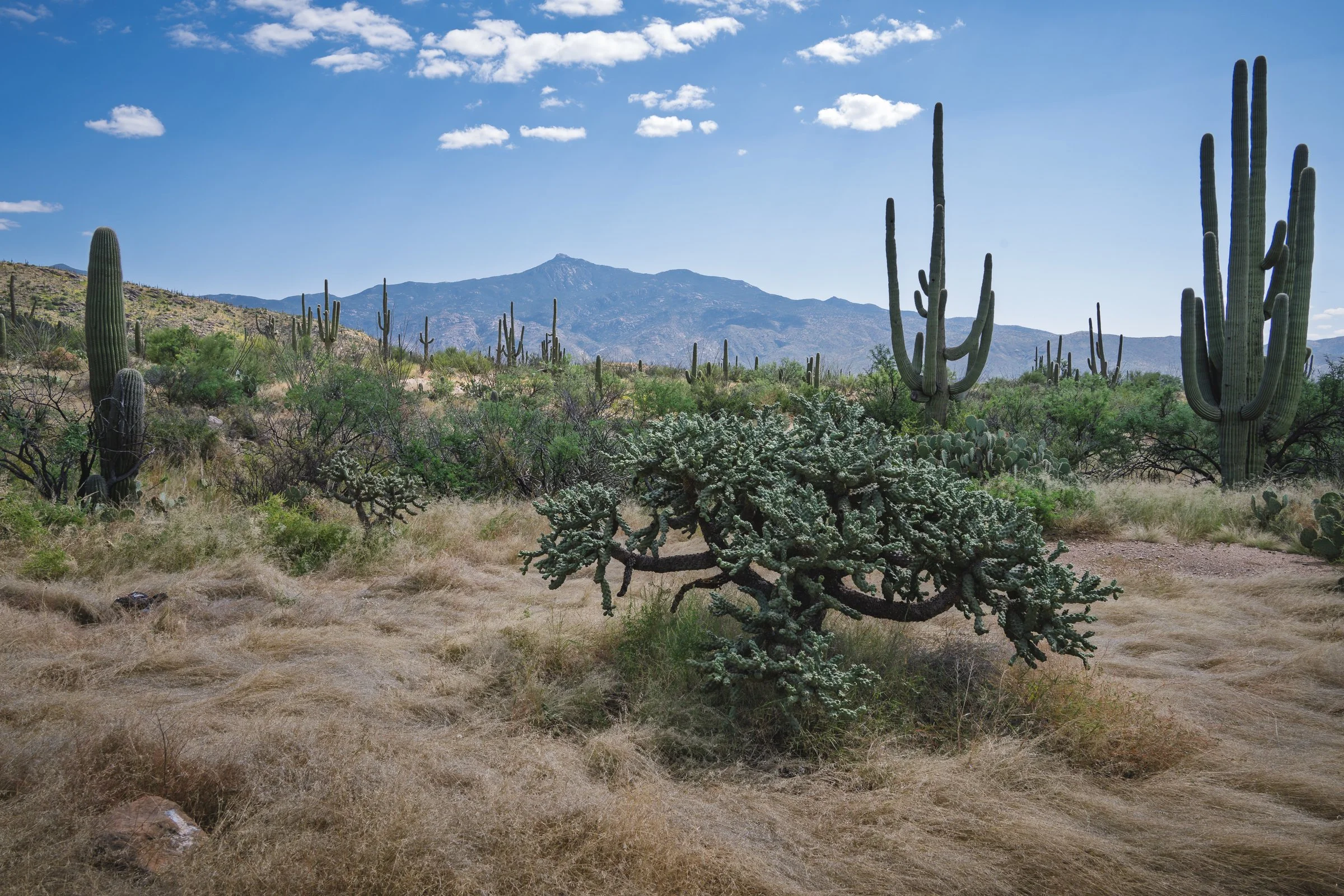 Saguaro National Park, Arizona