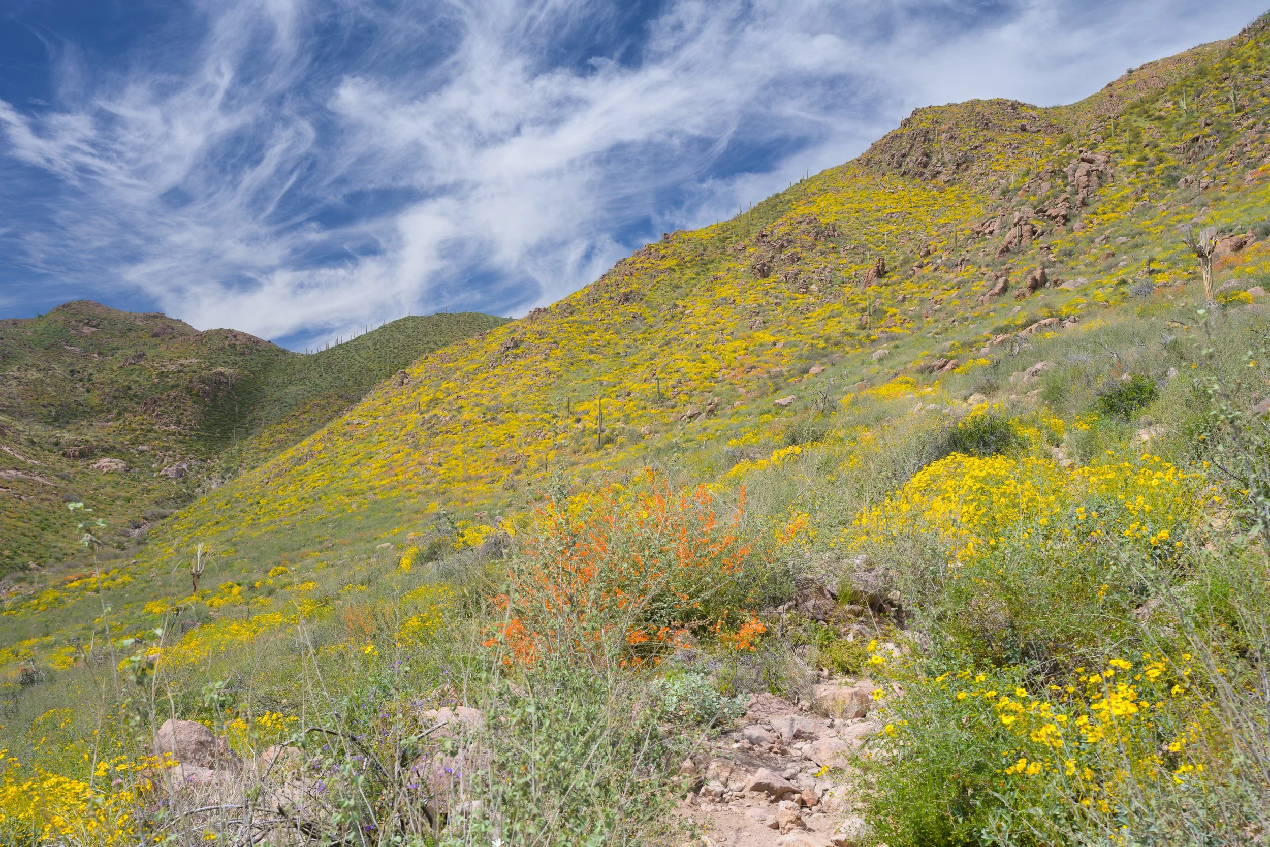 Super bloom, Superstitions Wilderness, Arizona, 2023