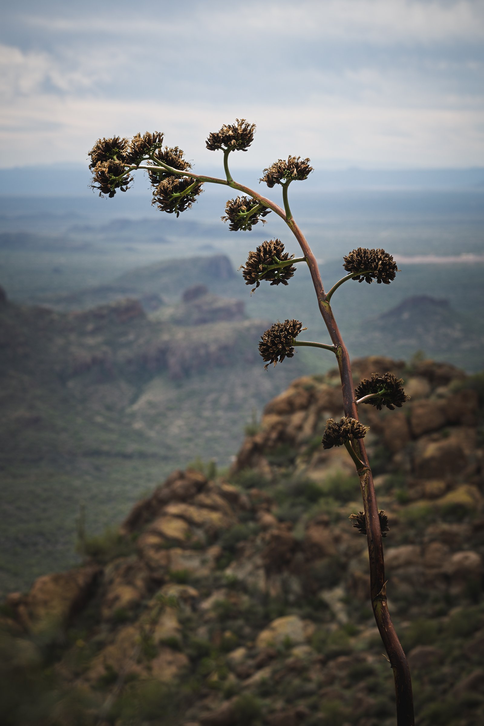 Superstition Wilderness, Arizona, Close-up of a desert plant with multiple dark brown flower heads on a tall, thin stem, against a mountainous landscape with cloudy sky in the background.