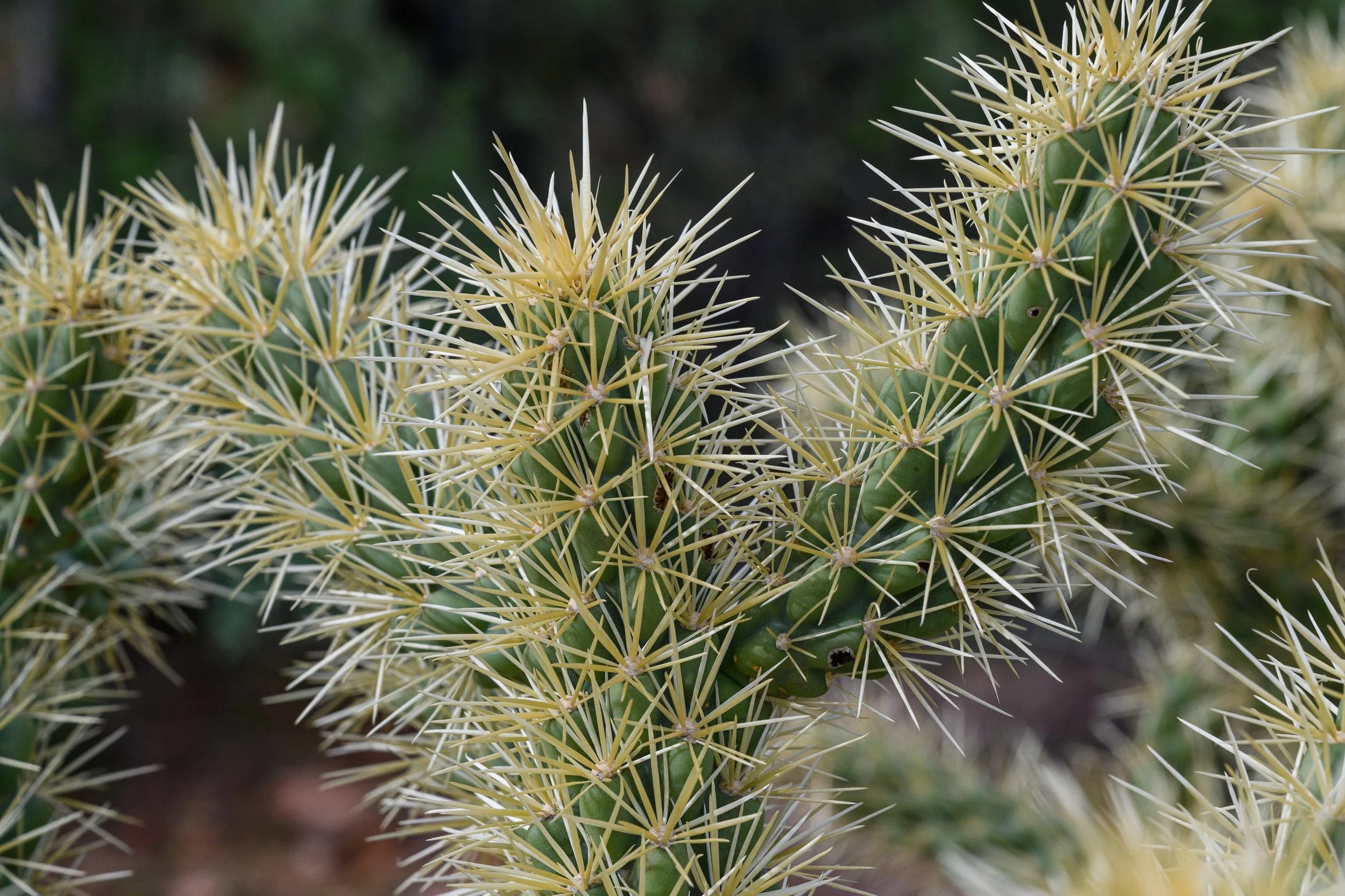 Superstition Wilderness, Arizona
