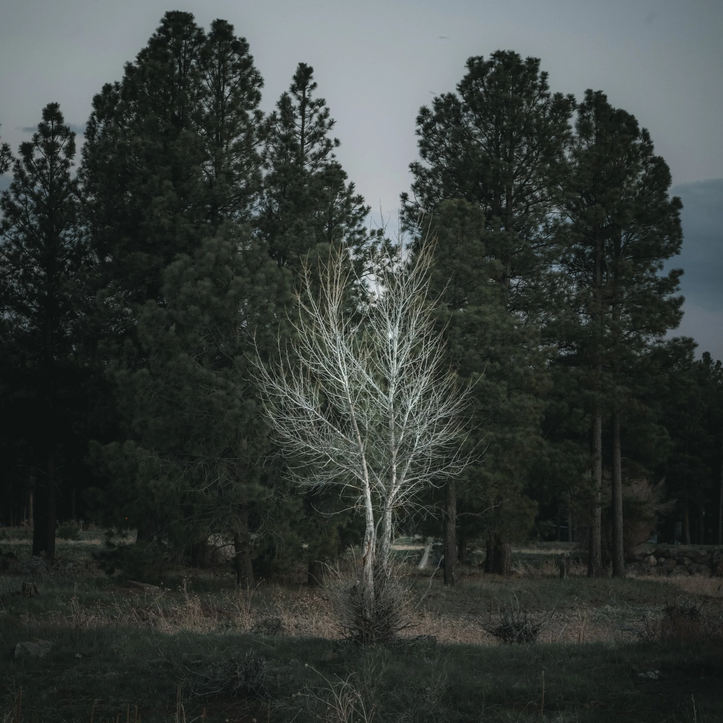 Flagstaff, Arizona