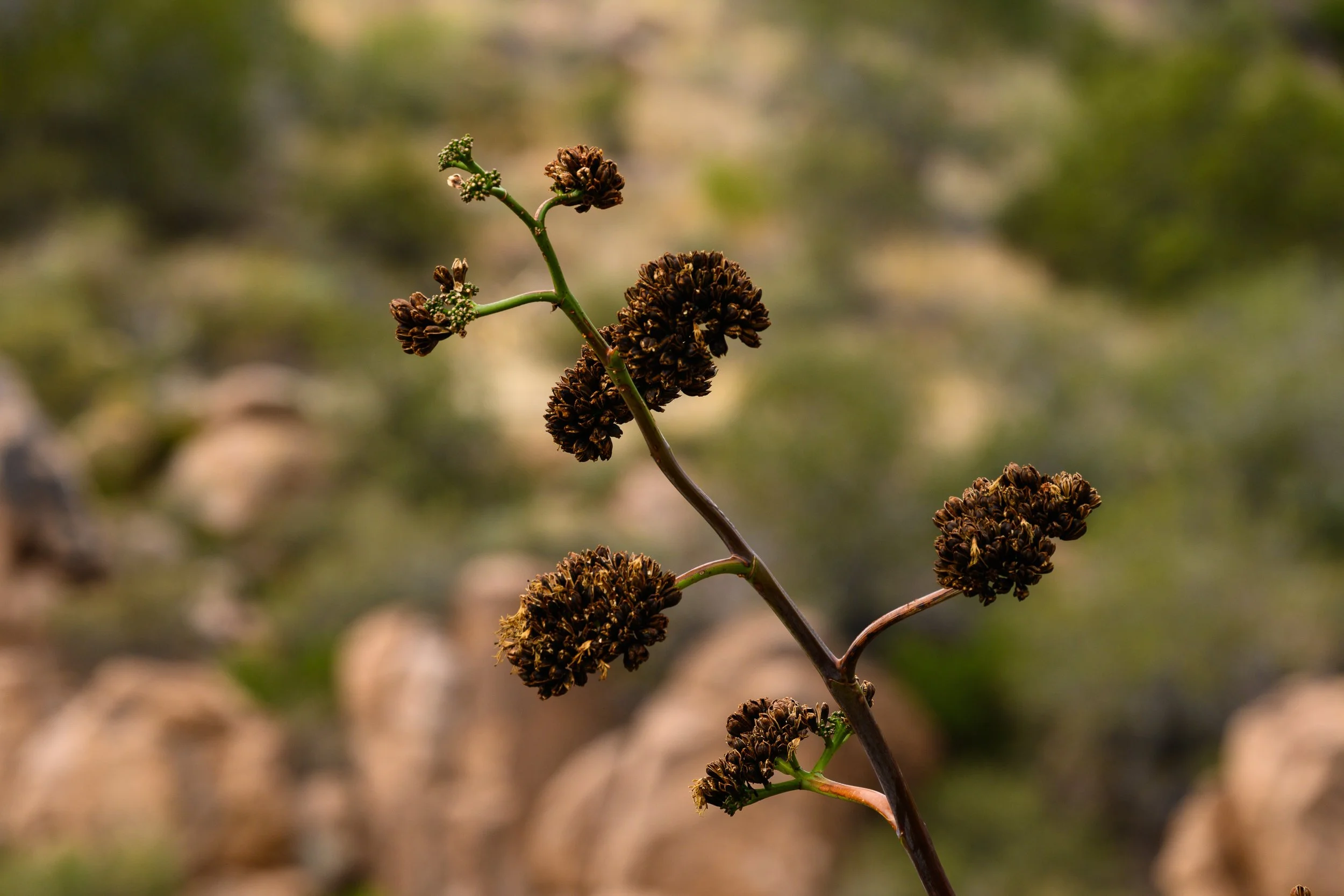 Superstition Wilderness, Arizona