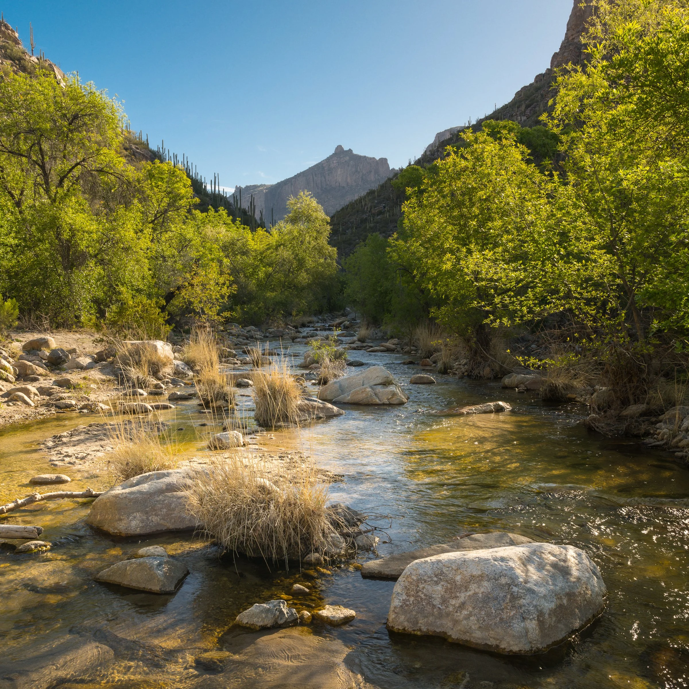 Sabino Canyon, Arizona