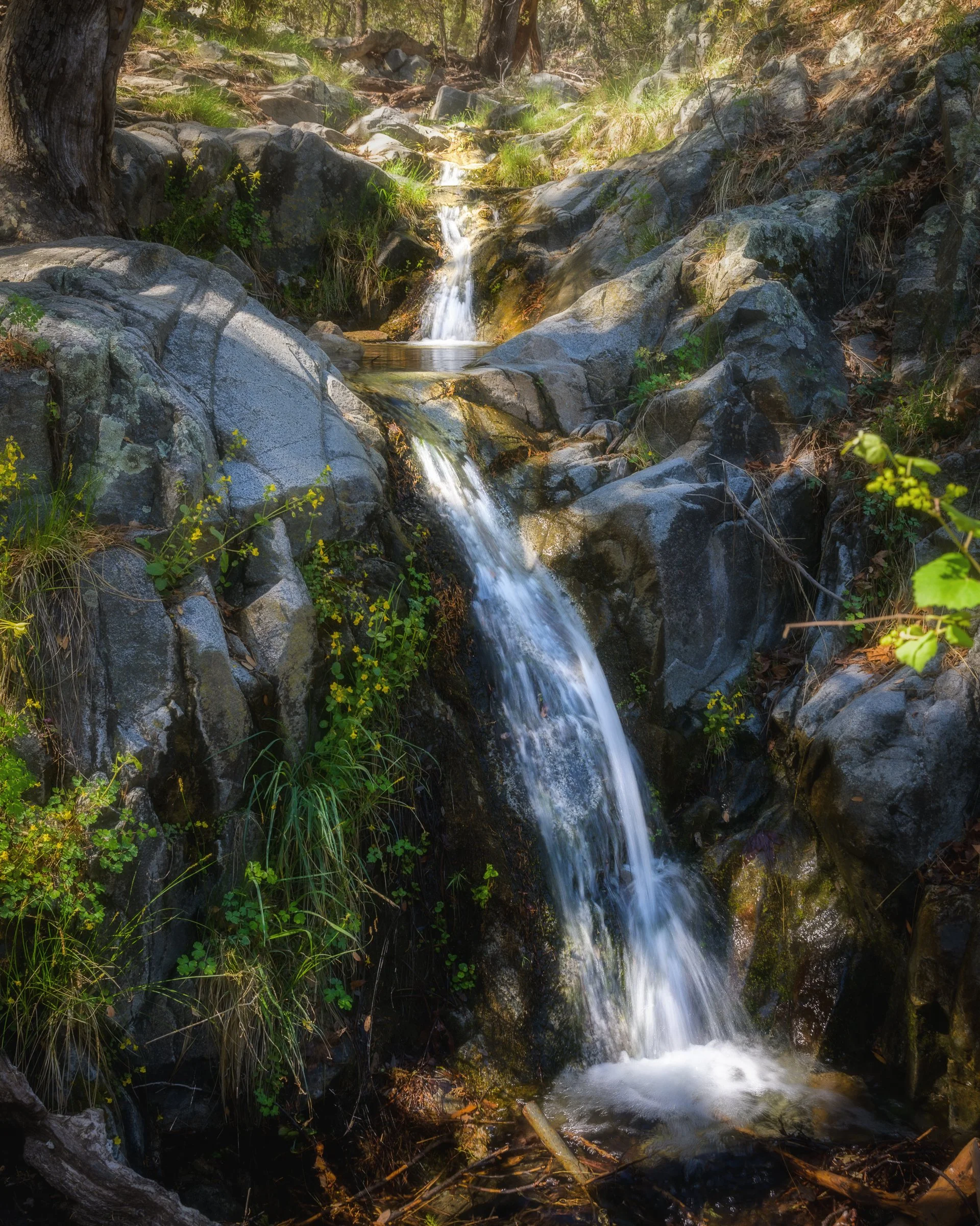 Madera Canyon, Arizona