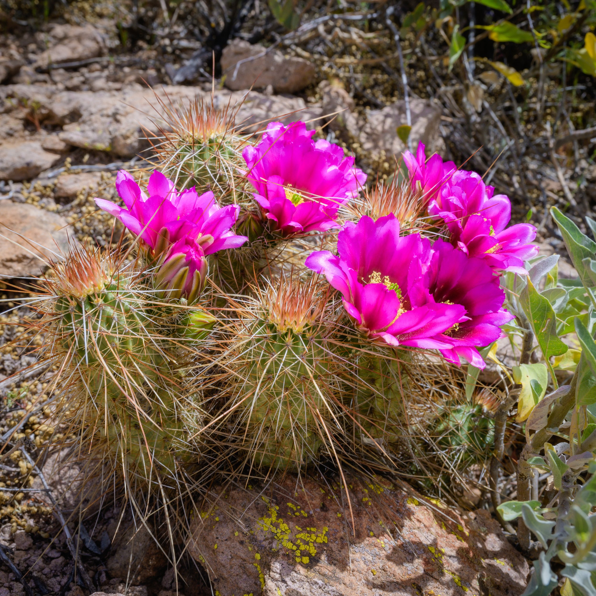 Super bloom, Superstitions Wilderness, Arizona, 2023