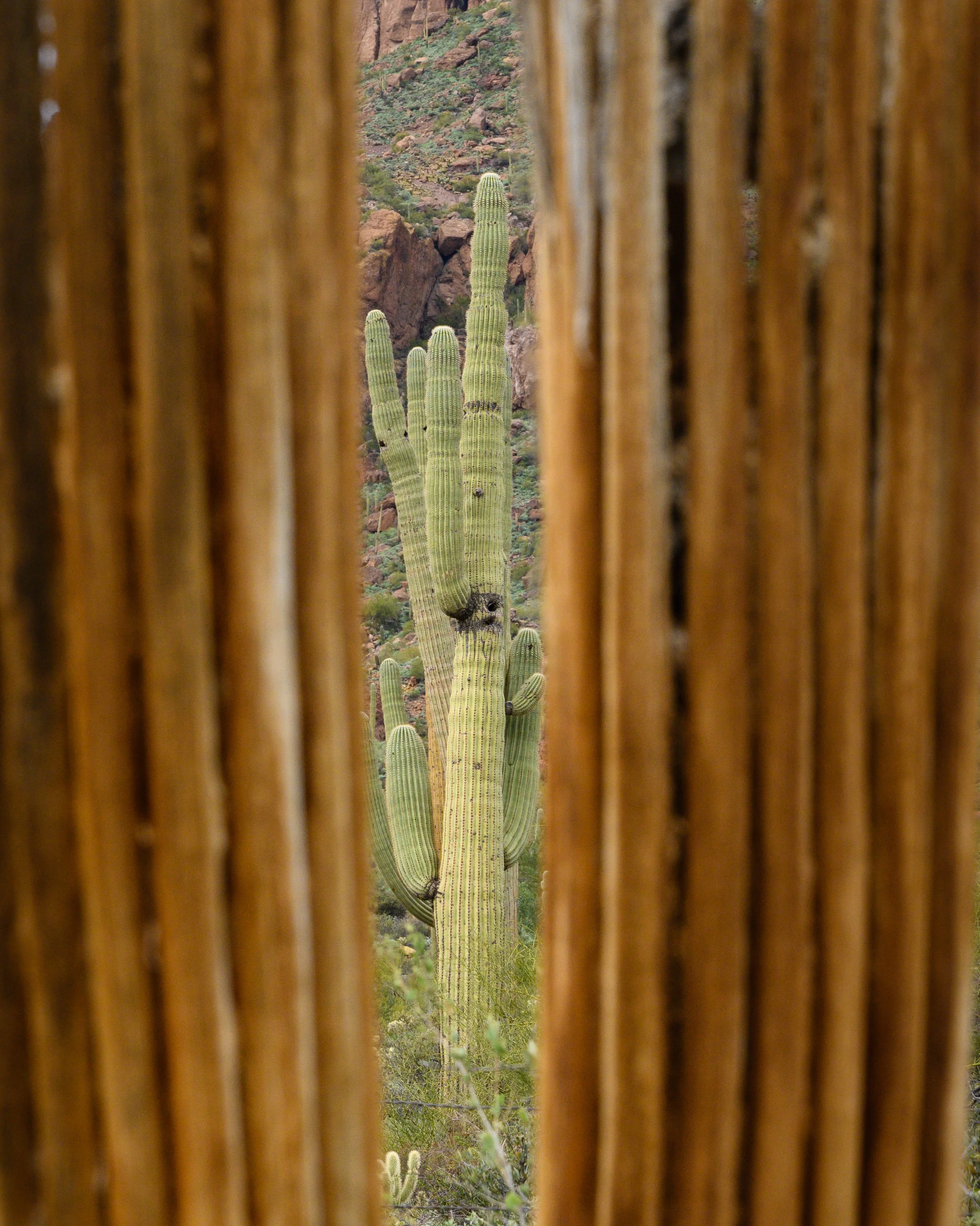 Superstition Wilderness, Arizona