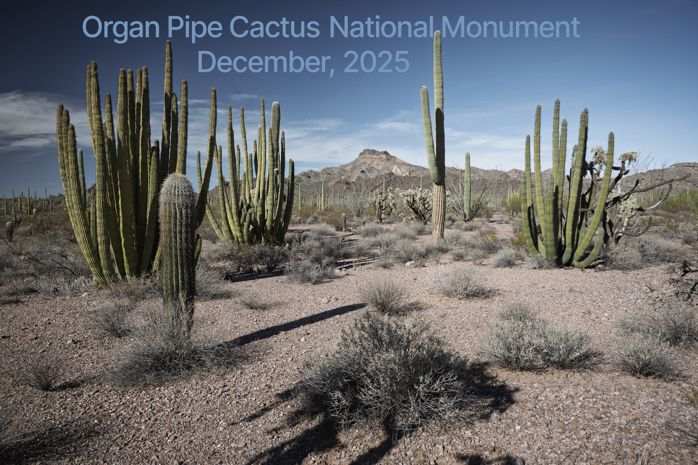 Photo Gallery from our December, 2025 trip to Organ Pipe National Monument