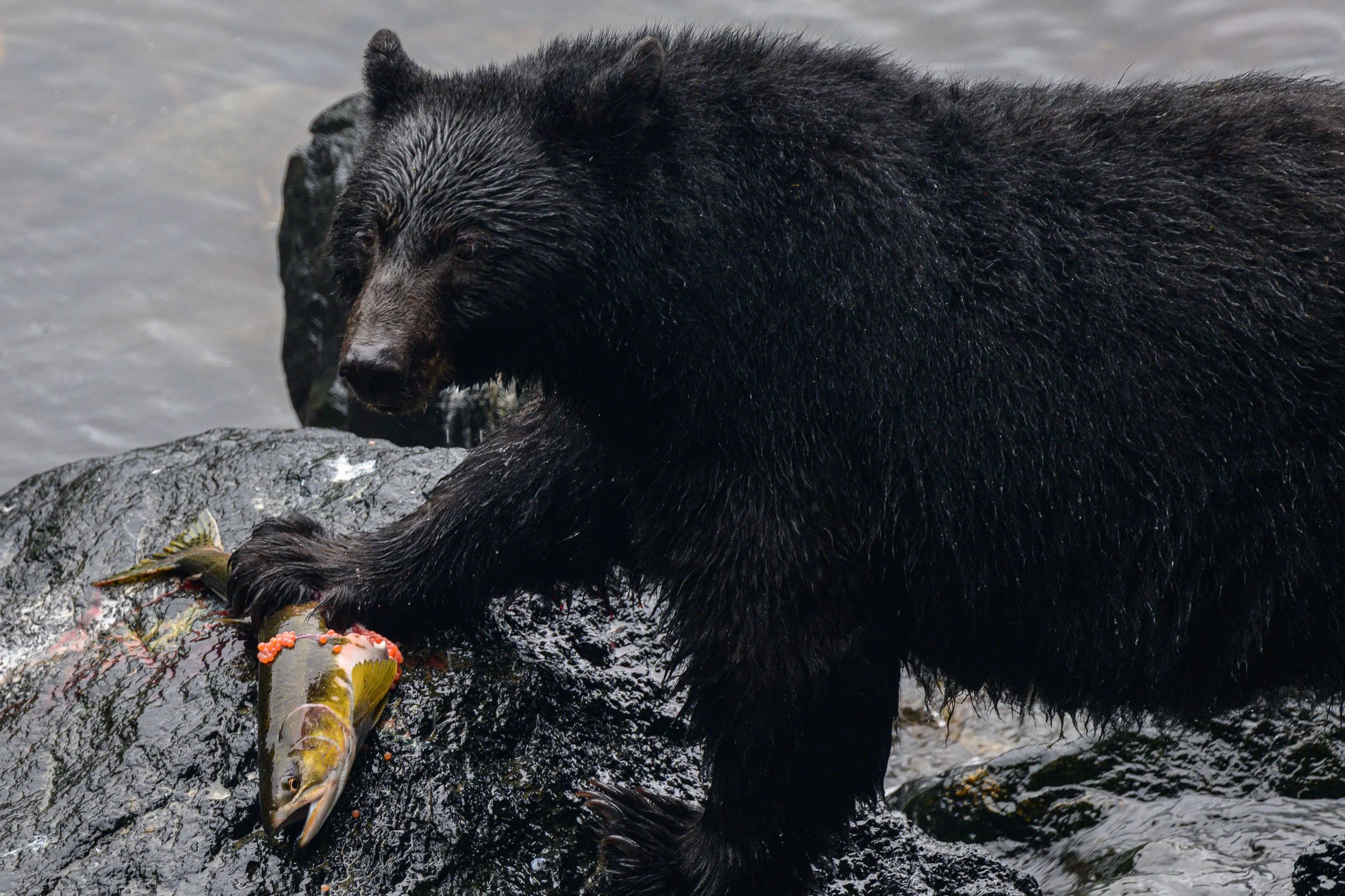 Black Bear, Alaska