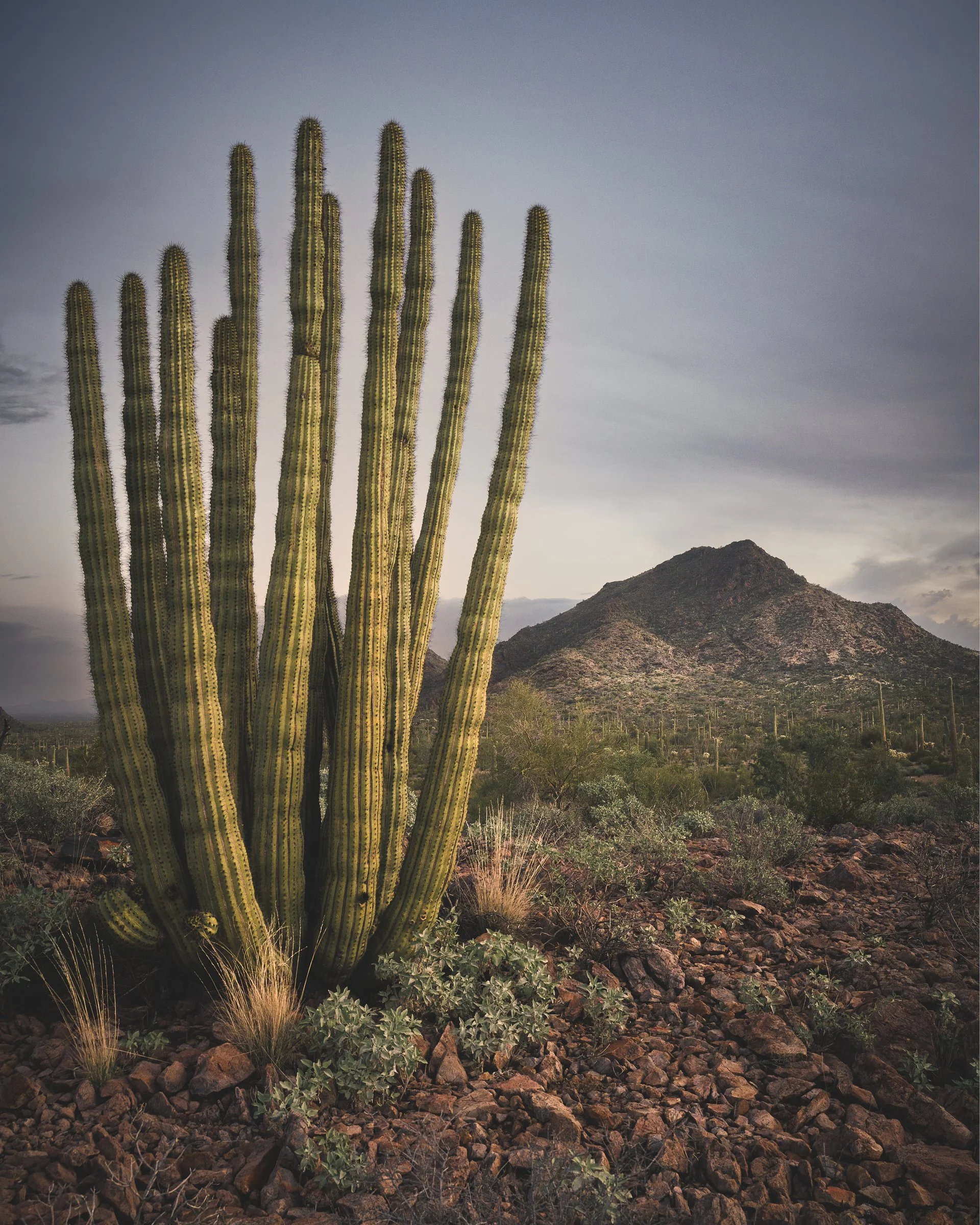 Organ Pipe Cactus National Monument, Arizona
